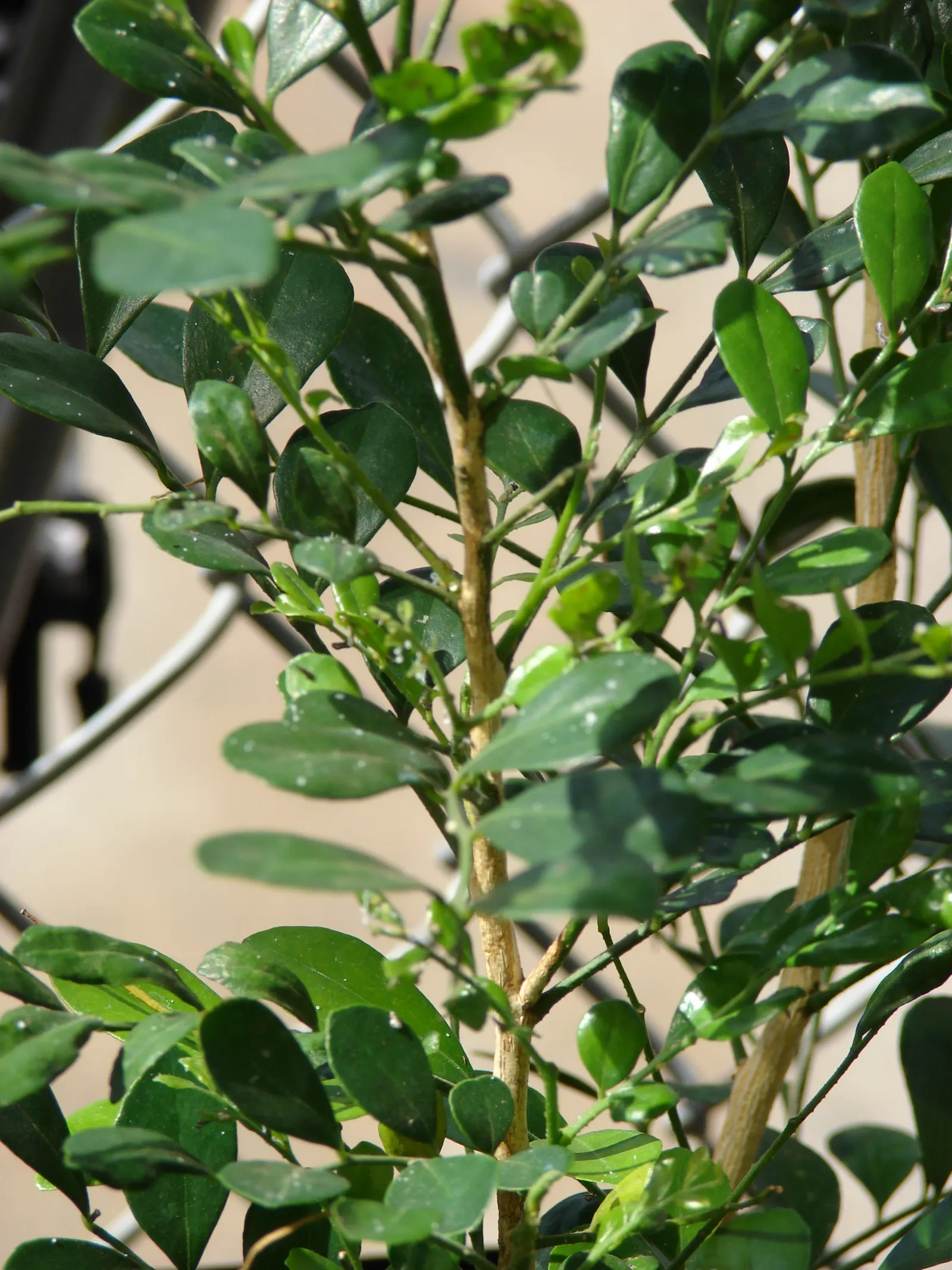 Orange Jessamine (Murraya Paniculata) — Full sun to partial shade and well-drained soil are best for optimal health and flowering