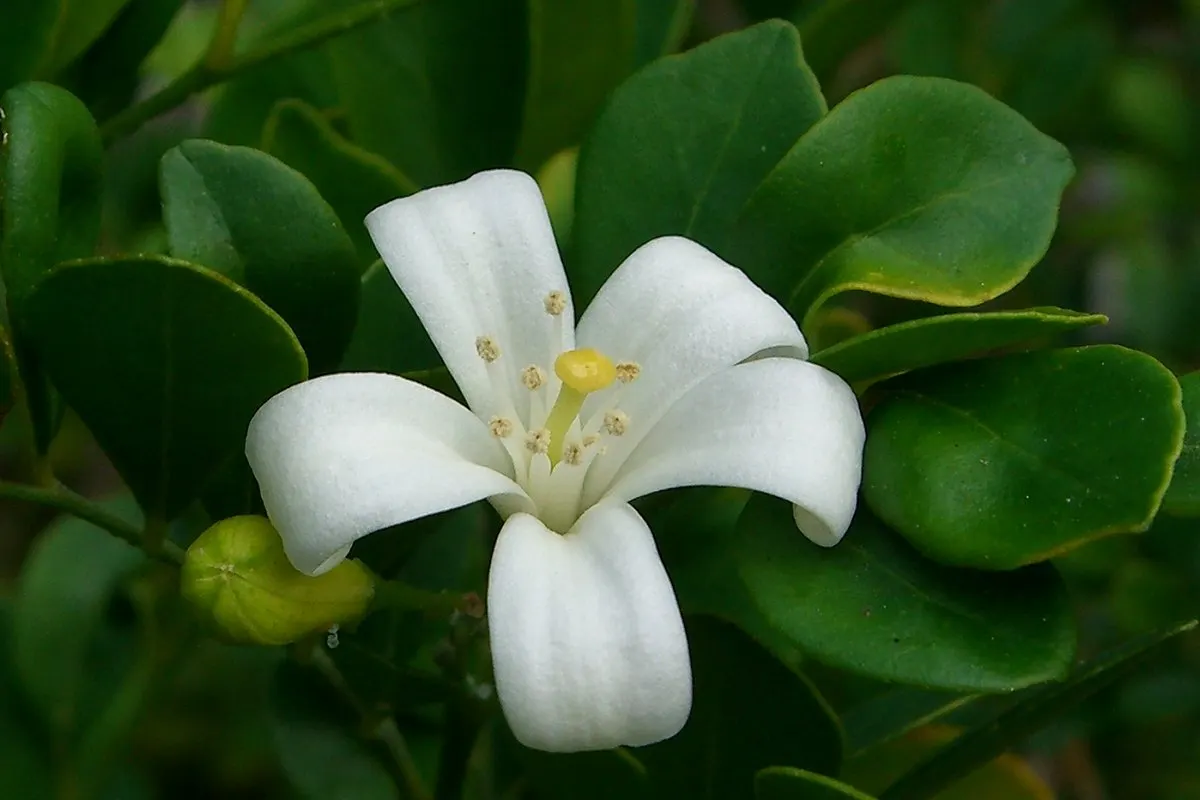 Orange Jessamine (Murraya Paniculata) — yellow flowers in the garden; a standout evergreen shrub in any ornamental garden