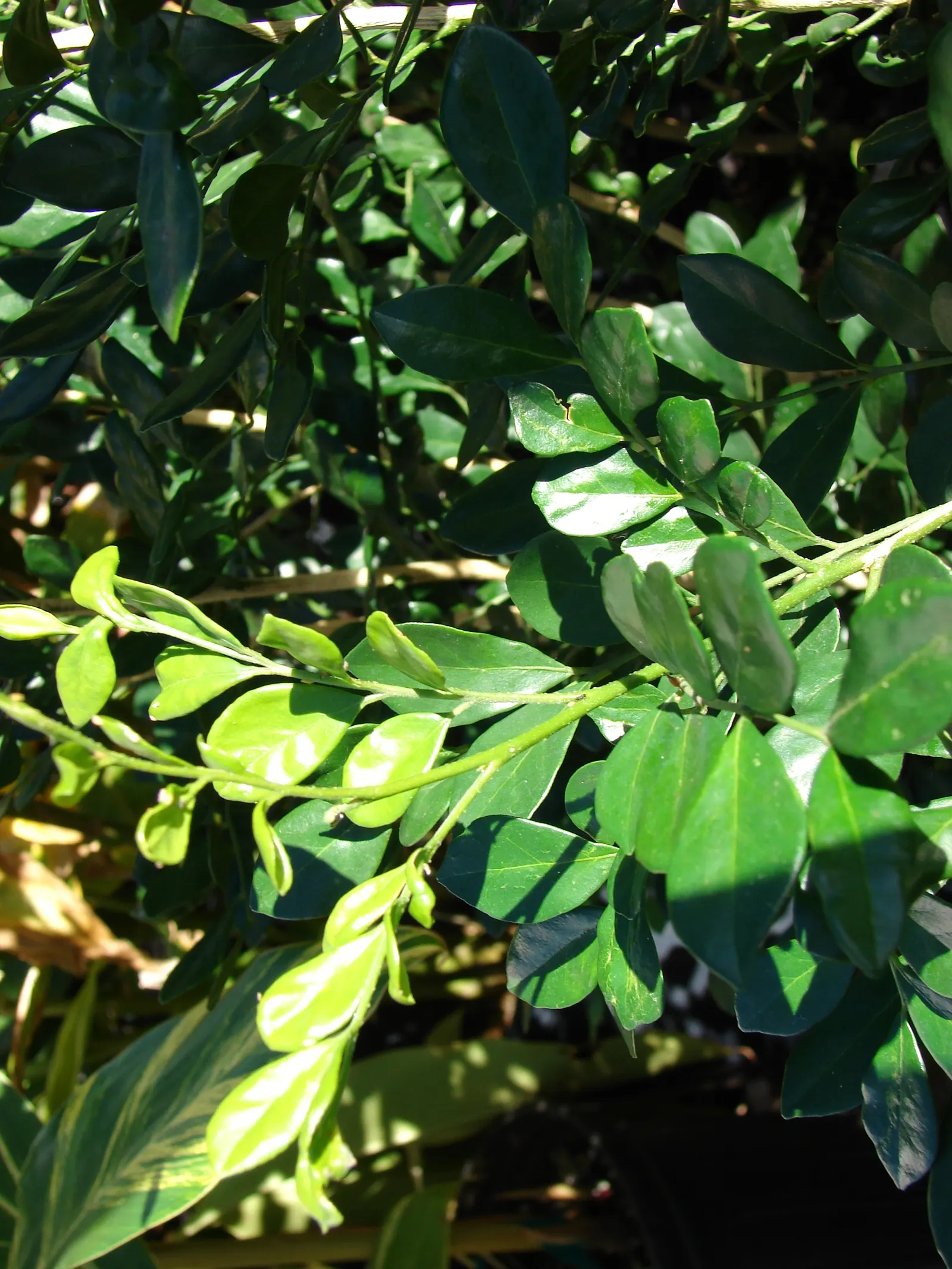 Orange Jessamine (Murraya Paniculata) — is an evergreen shrub renowned for its glossy; with a comparable width of 6 to 8 feet, image 77