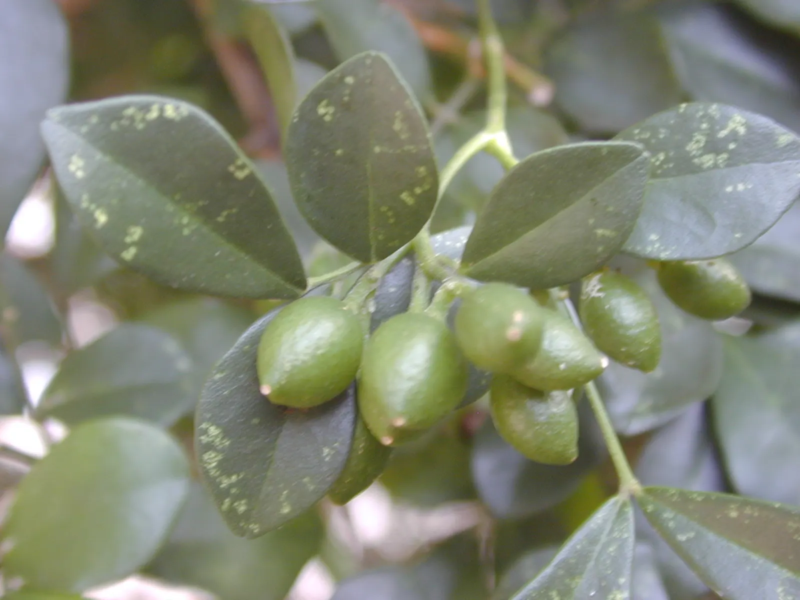 Orange Jessamine (Murraya Paniculata) — a standout evergreen shrub in any ornamental garden; deep green leaves and fragrant white blossoms, image 108