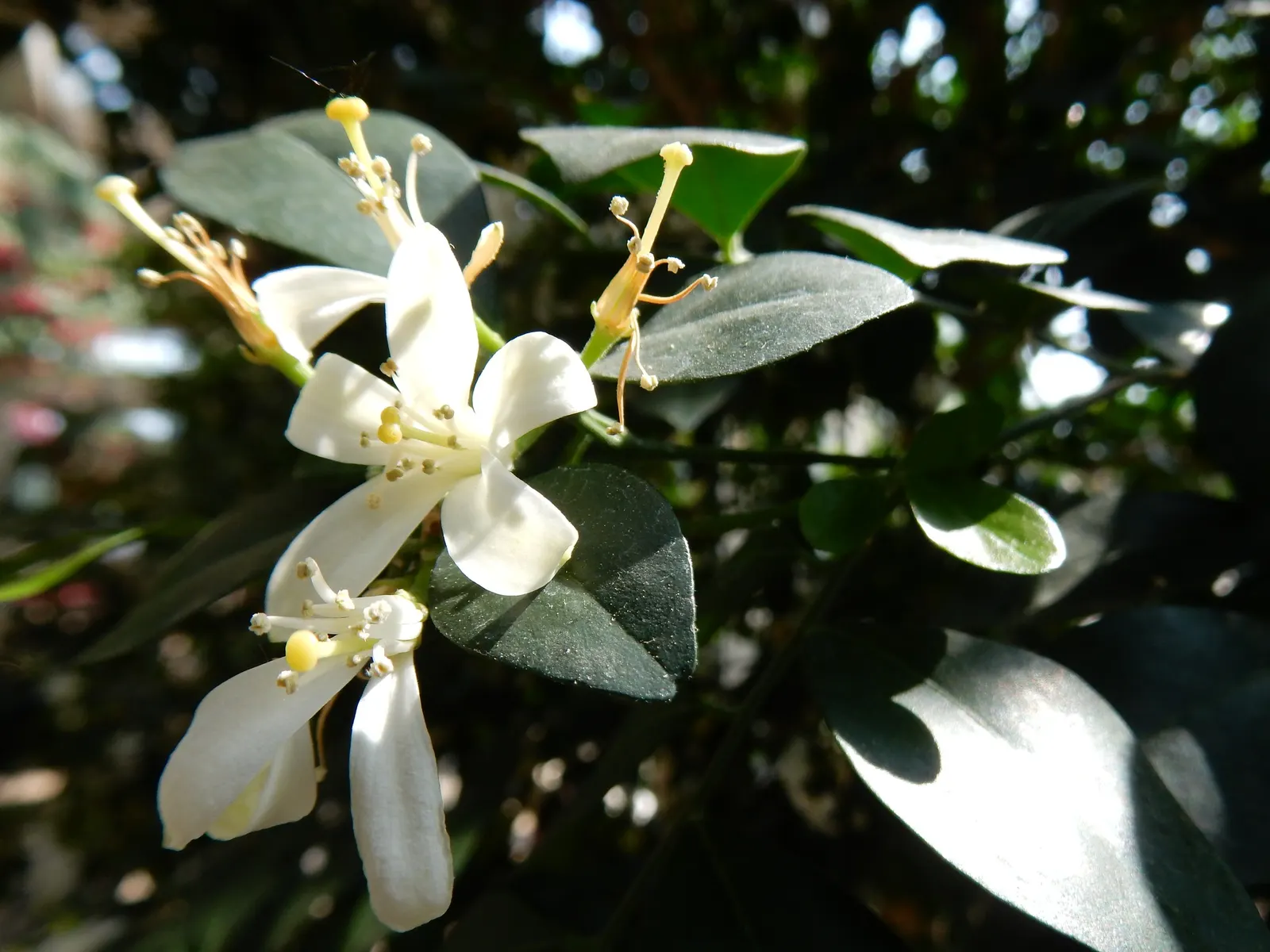 Orange Jessamine (Murraya Paniculata) — a standout evergreen shrub in any ornamental garden; deep green leaves and fragrant white blossoms resembling orange
