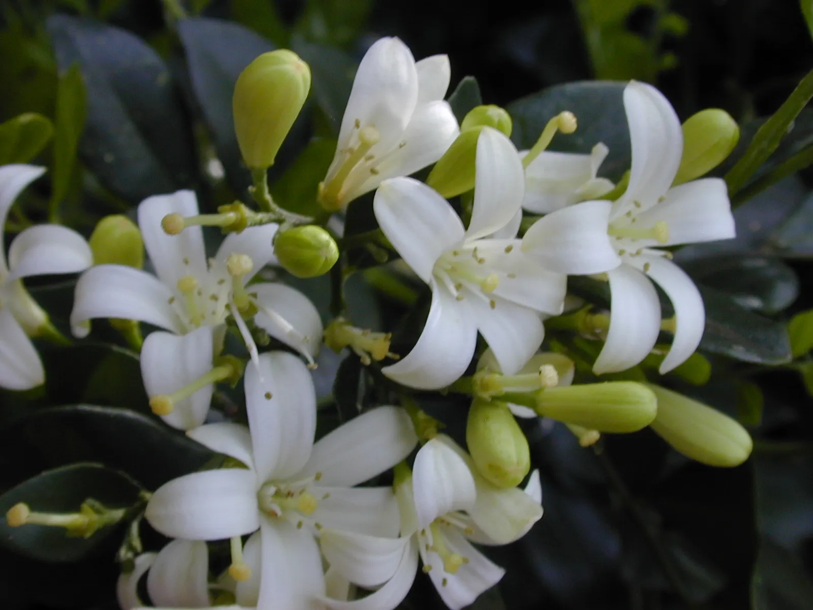 Orange Jessamine (Murraya Paniculata) — allowing for design flexibility in various landscape scenarios; glossy foliage and sweetly scented white flowers