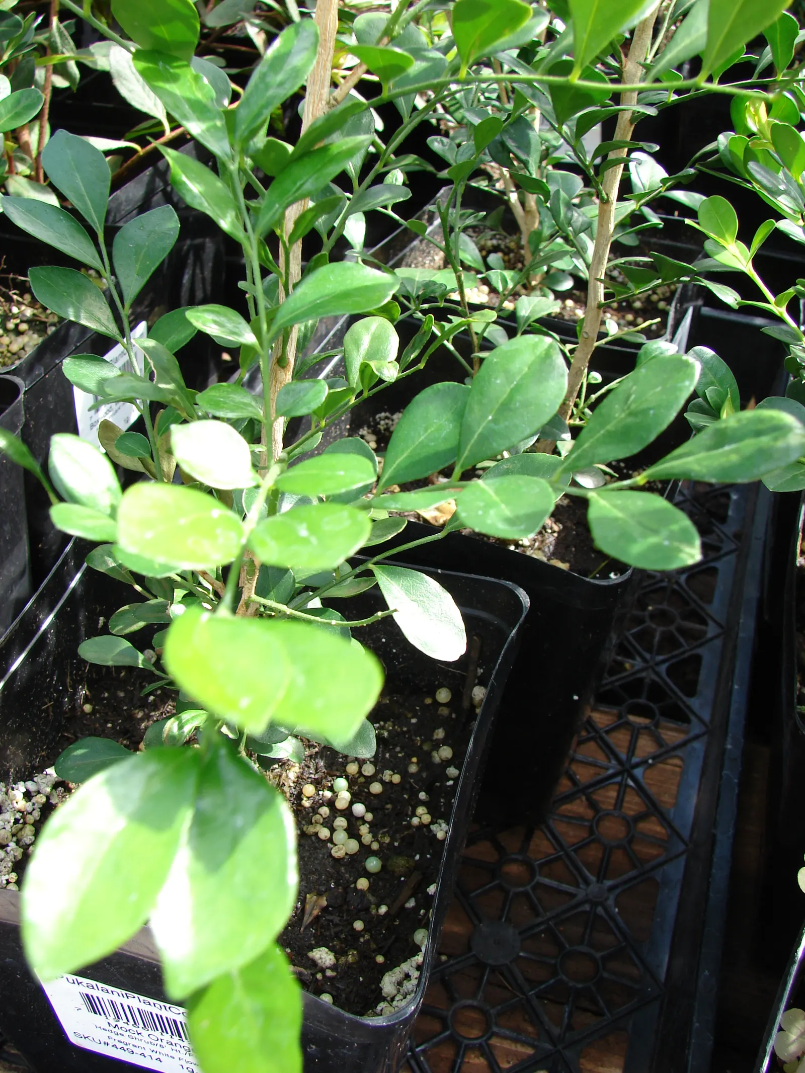 Orange Jessamine (Murraya Paniculata) — Thriving in USDA zones 9-11, it generally reaches 8-12 feet in height and can spread 6-8 feet