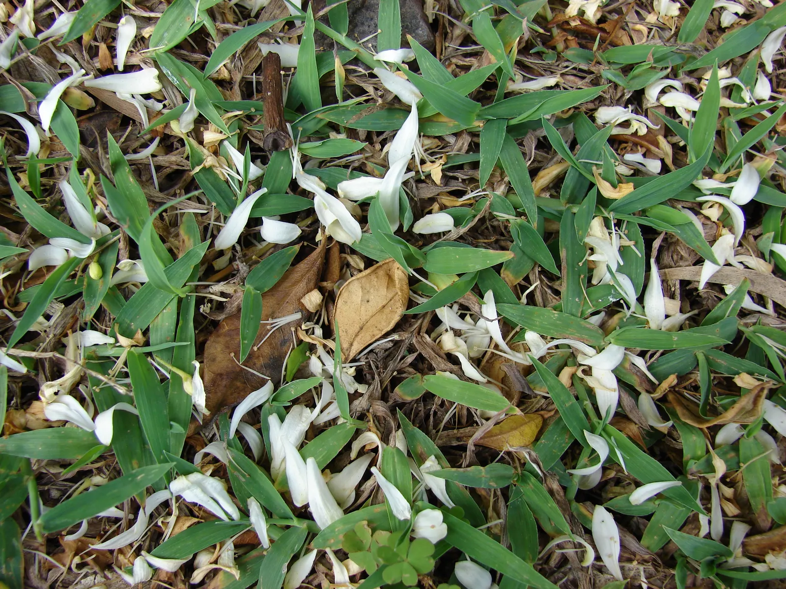 Orange Jessamine (Murraya Paniculata) — The Orange Jessamine (Murraya paniculata); caution is advised as all parts of the plant are toxic if ingested