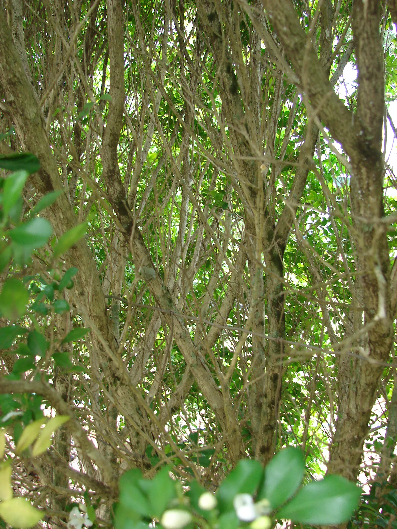 Orange Jessamine (Murraya Paniculata) — also commonly referred to as Mock Orange or Lakeview Jasmine; pruning can be performed to maintain desired, image 110