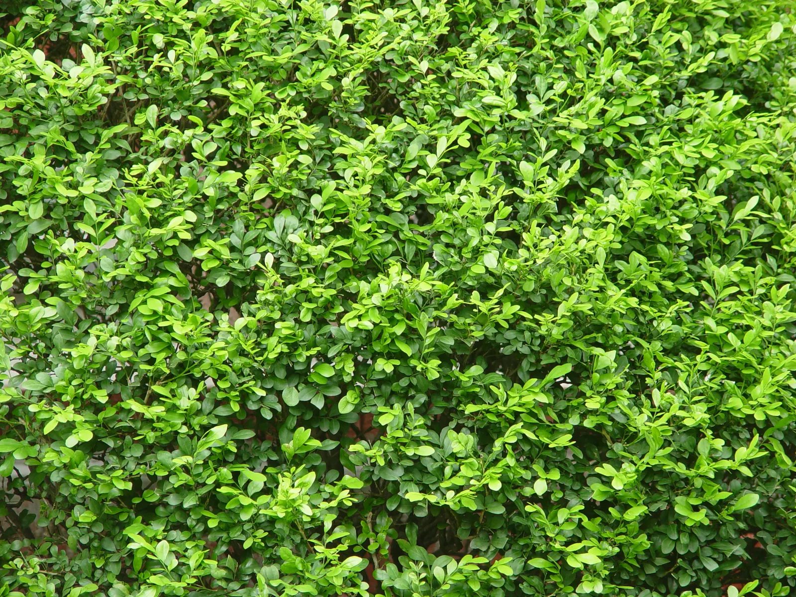 Orange Jessamine (Murraya Paniculata) — For optimal growth, it should be planted in well-drained soil with moderate moisture