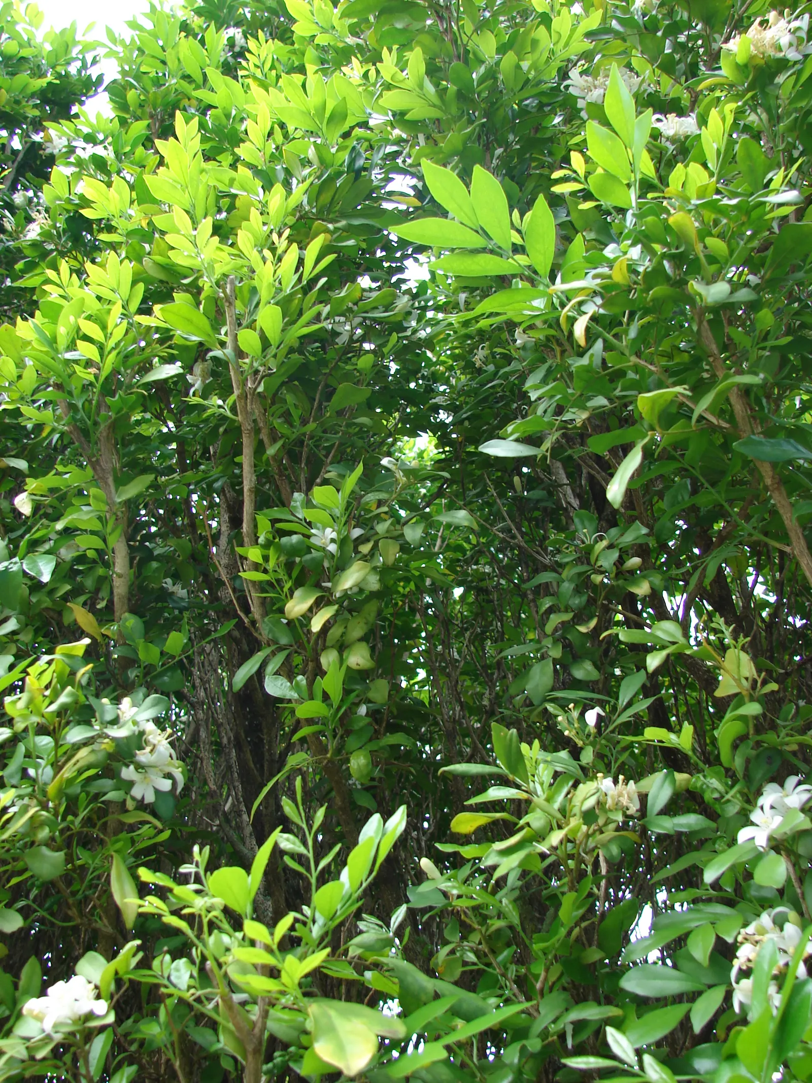 Orange Jessamine (Murraya Paniculata) — Caution is advised as all parts of the plant are toxic if ingested; which is highly attractive to bees and butterflies