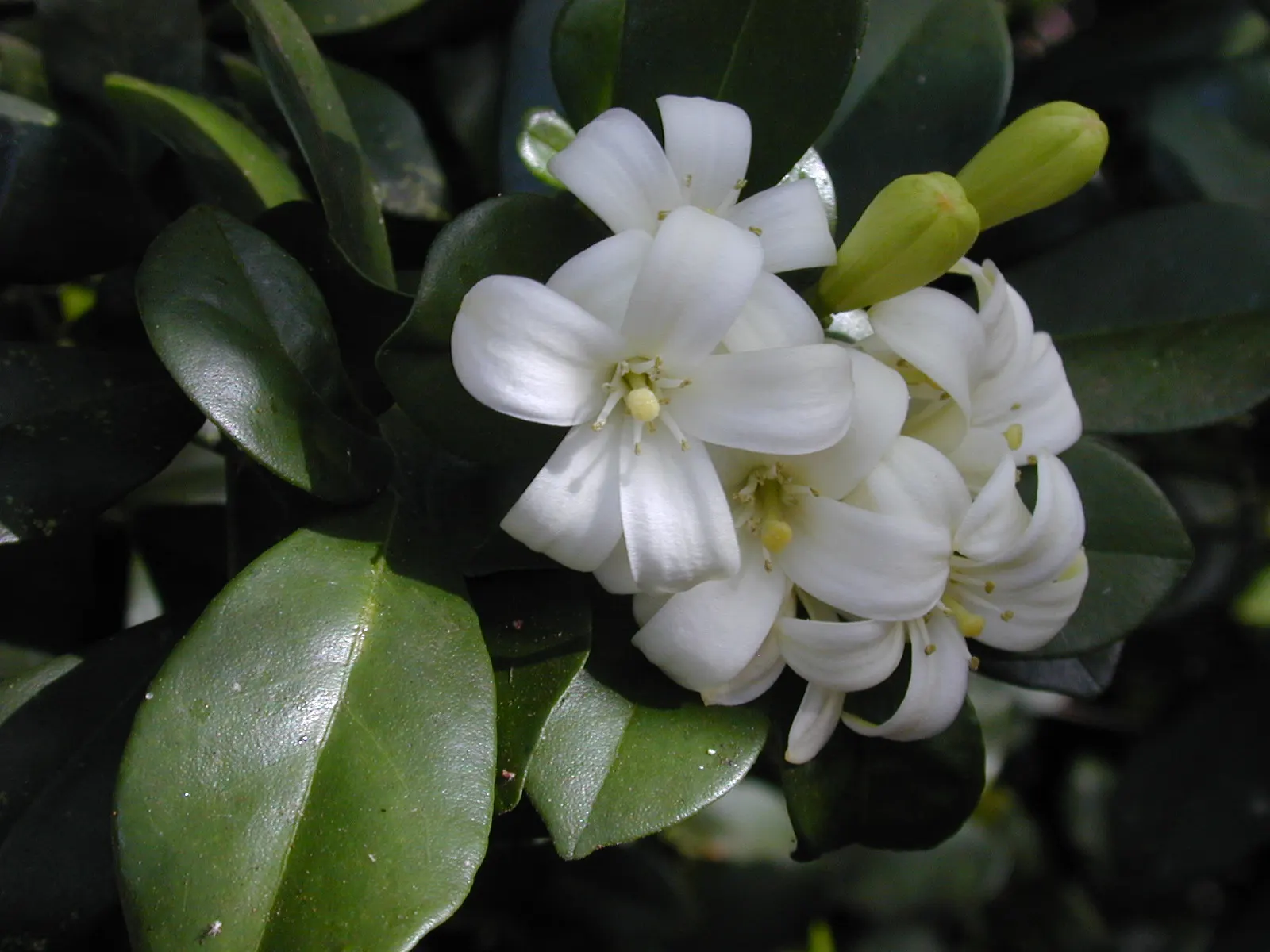 Orange Jessamine (Murraya Paniculata) — The Orange Jessamine (Murraya paniculata)