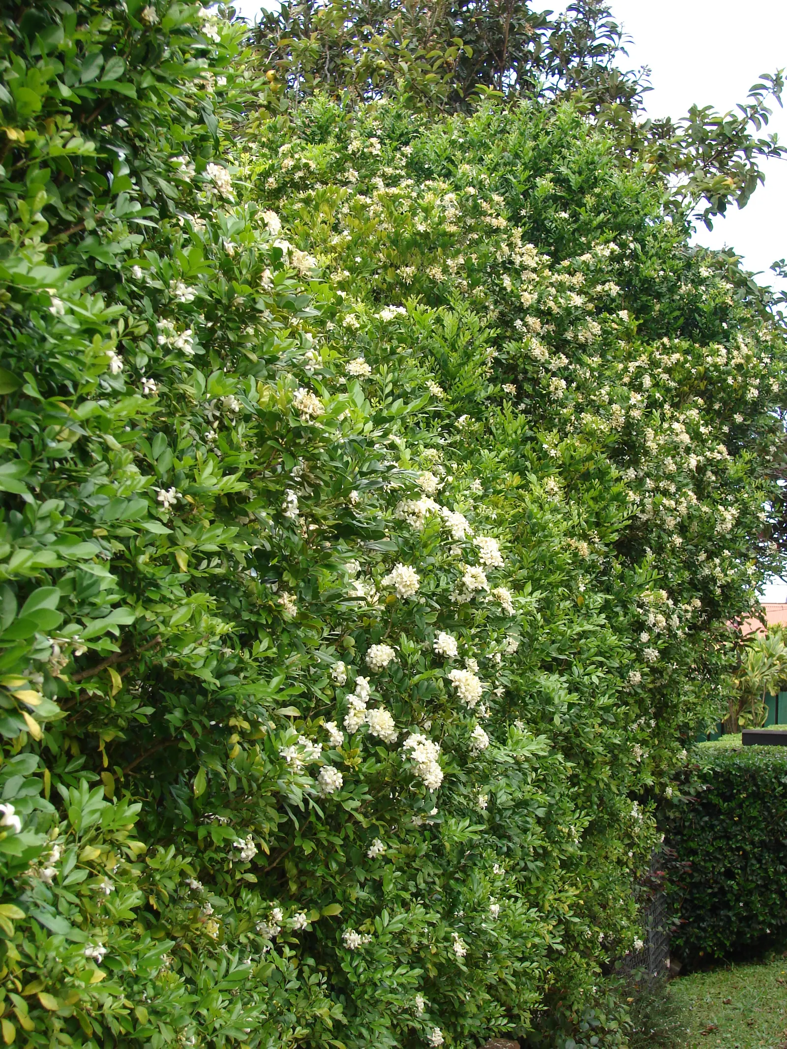 Orange Jessamine (Murraya Paniculata) — is an evergreen shrub renowned for its glossy