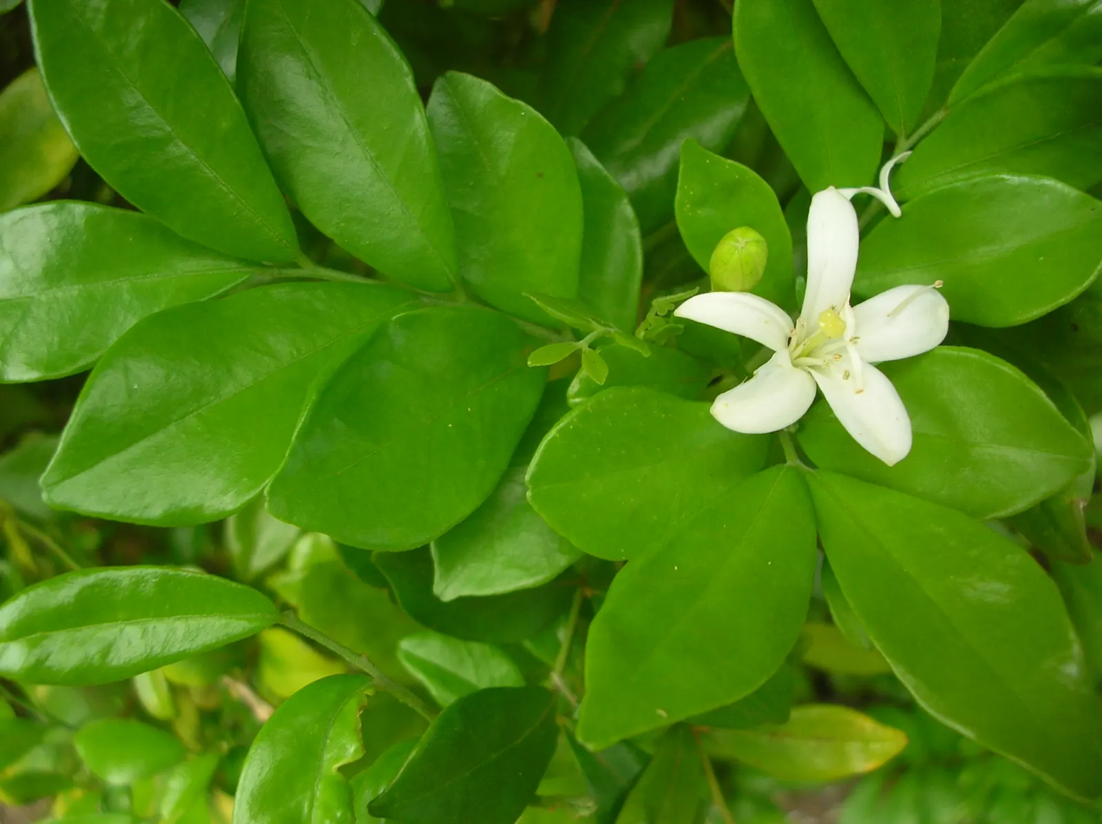 Orange Jessamine (Murraya Paniculata) — thereby adding to the biodiversity of the garden setting; the Orange Jessamine creates a dense