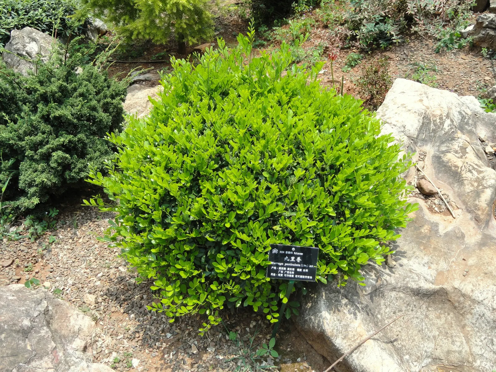 Orange Jessamine (Murraya Paniculata) — Thriving in USDA zones 9-11, it generally reaches 8-12 feet in height and can spread 6-8 feet; broadleaf, image 79