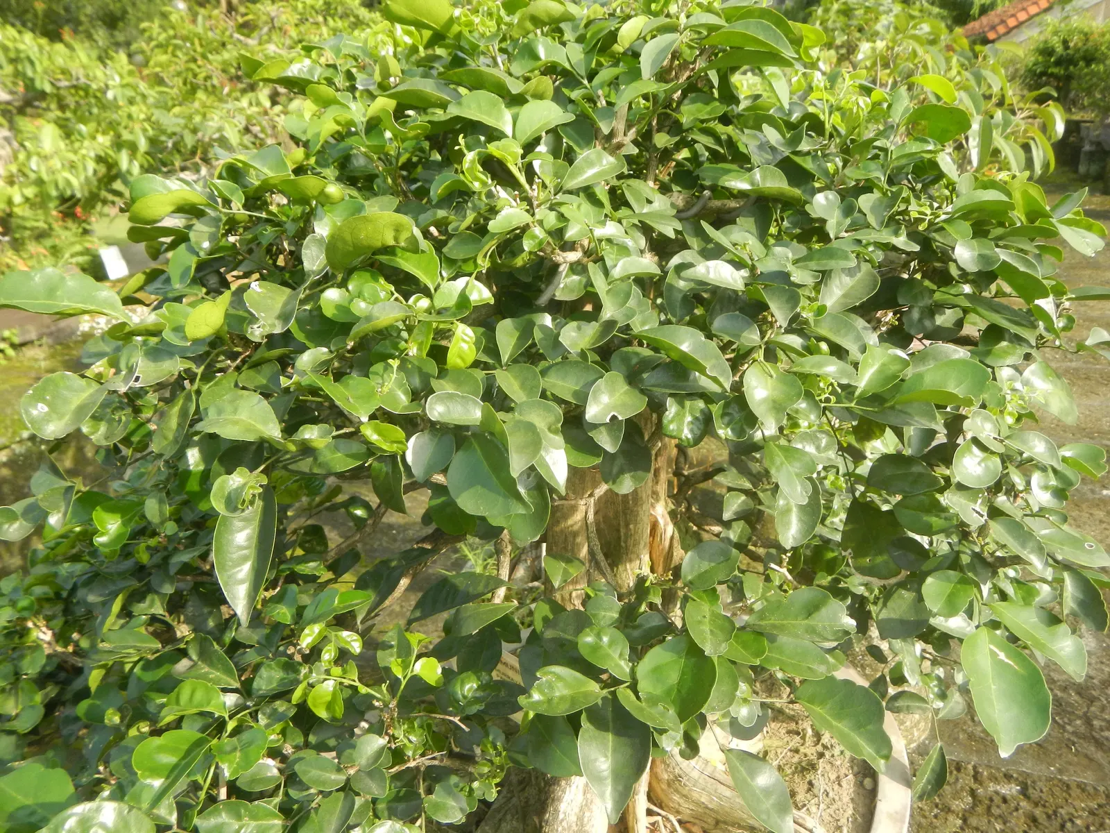 Orange Jessamine (Murraya Paniculata) — commonly called Orange Jessamine; thriving in USDA zones 9-11, it generally reaches 8-12 feet in height and can spread