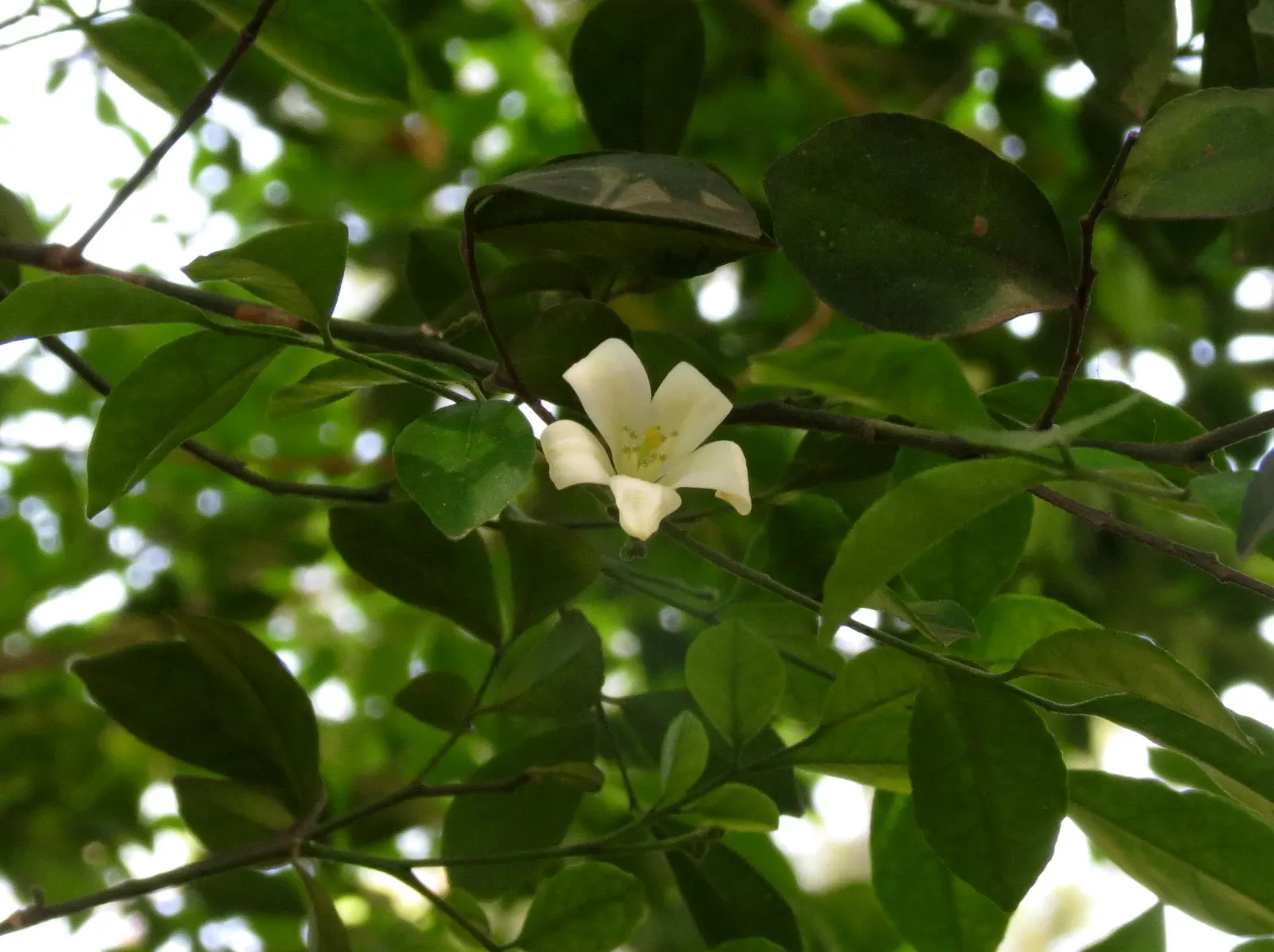 Orange Jessamine (Murraya Paniculata) — Full sun to partial shade and well-drained soil are best for optimal health and flowering; for optimal, image 56
