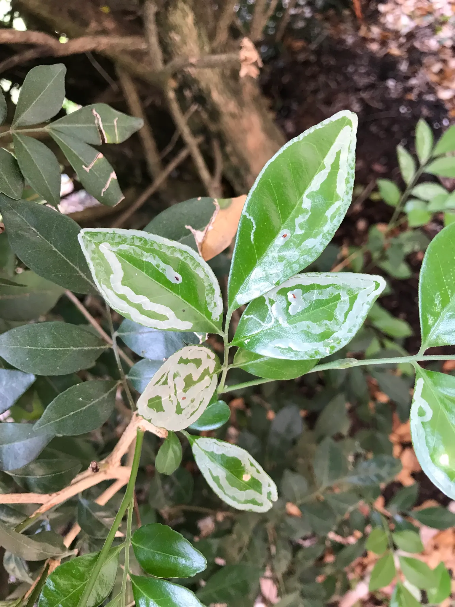 Orange Jessamine (Murraya Paniculata) — broadleaf evergreen / vine with yellow blooms; or even as a container plant for patios and balconies, image 99
