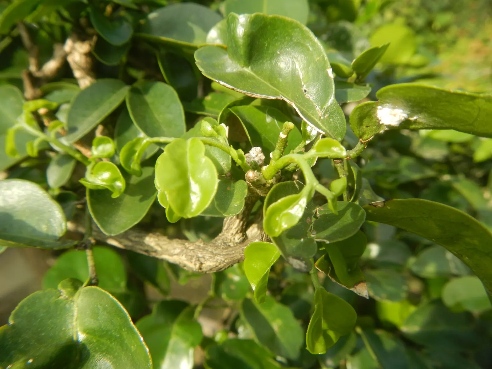 Orange Jessamine (Murraya Paniculata) — Full sun to partial shade and well-drained soil are best for optimal health and flowering; for optimal growth, it