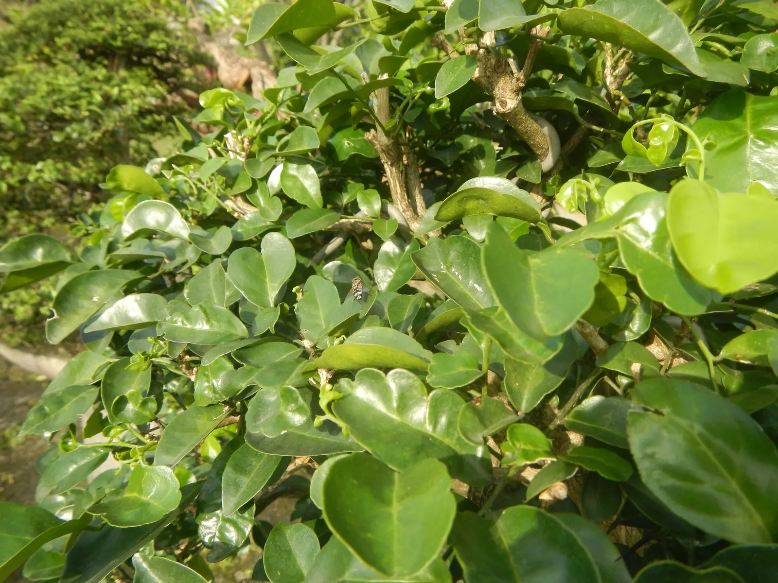 Orange Jessamine (Murraya Paniculata) — yellow flowers in the garden