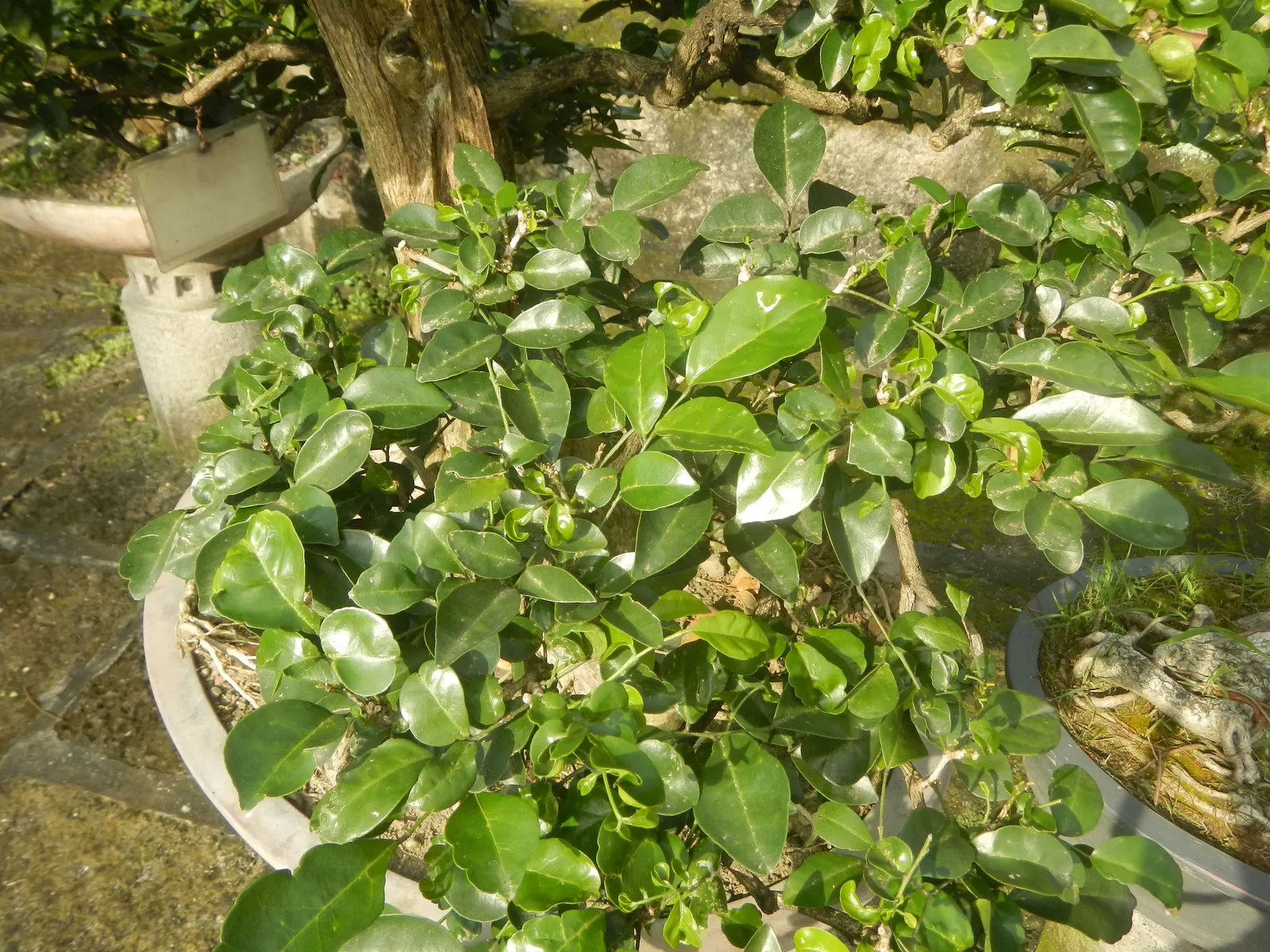 Orange Jessamine (Murraya Paniculata) — glossy foliage and sweetly scented white flowers