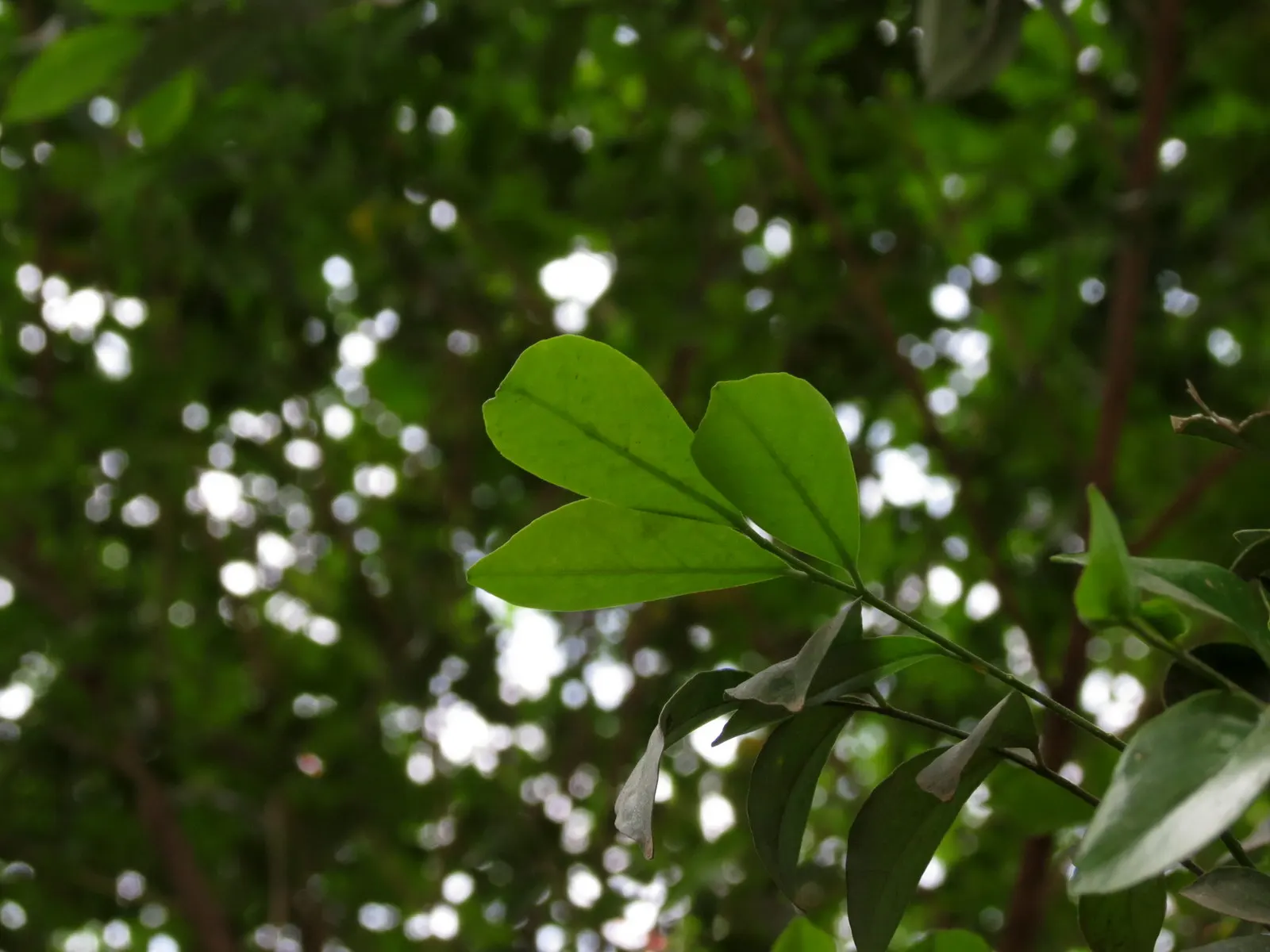Orange Jessamine (Murraya Paniculata) — broadleaf evergreen / vine for full or half; so careful consideration should be taken if pets or children will have