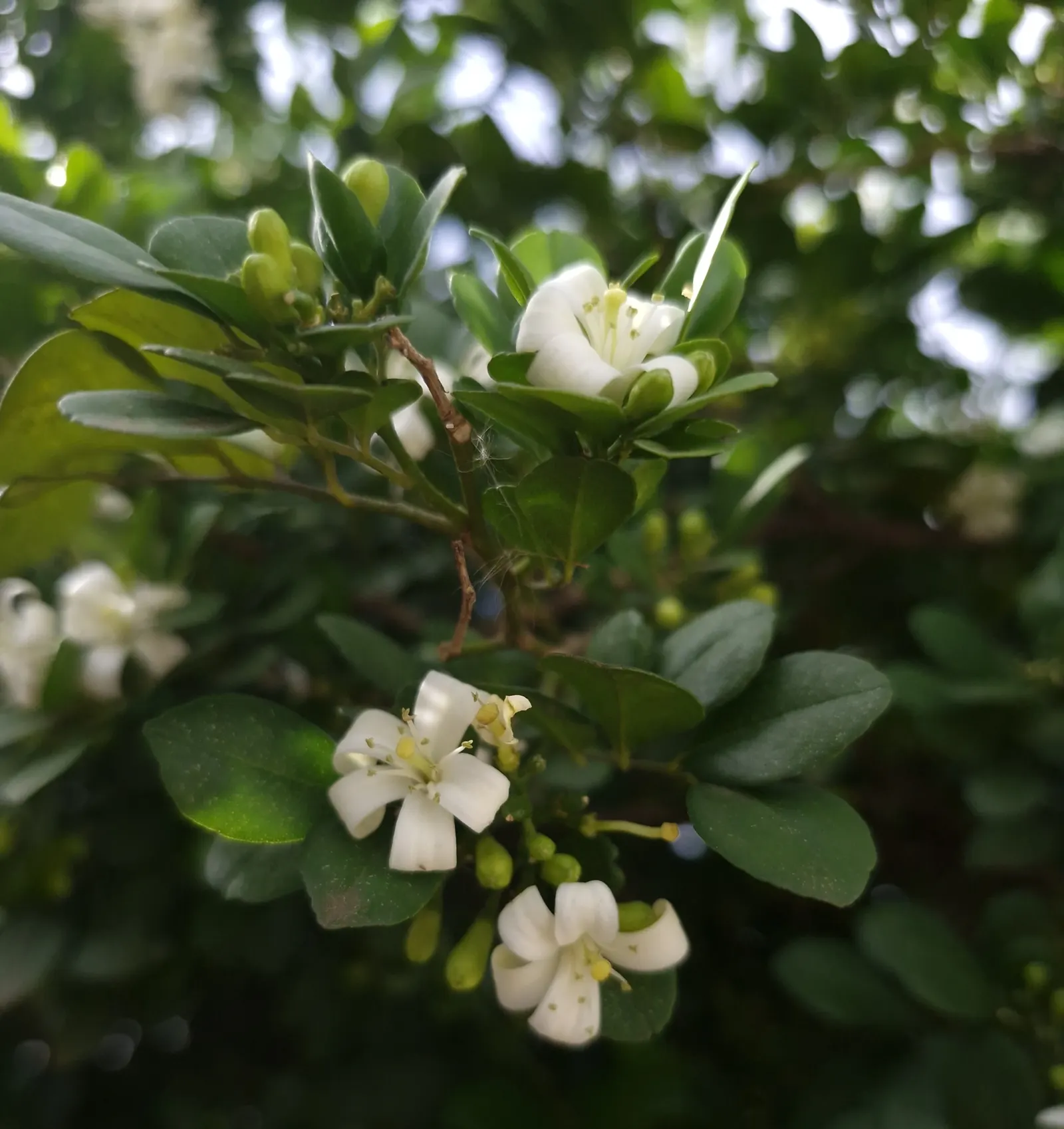 Orange Jessamine (Murraya Paniculata) — It thrives in USDA hardiness zones 9b through 11, preferring full sun to partial shade exposures, image 88