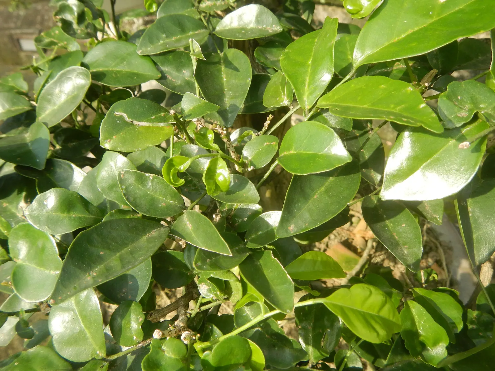 Orange Jessamine (Murraya Paniculata) — orange-blossom-like fragrance when crushed or brushed; yellow flowers in the garden, image 68