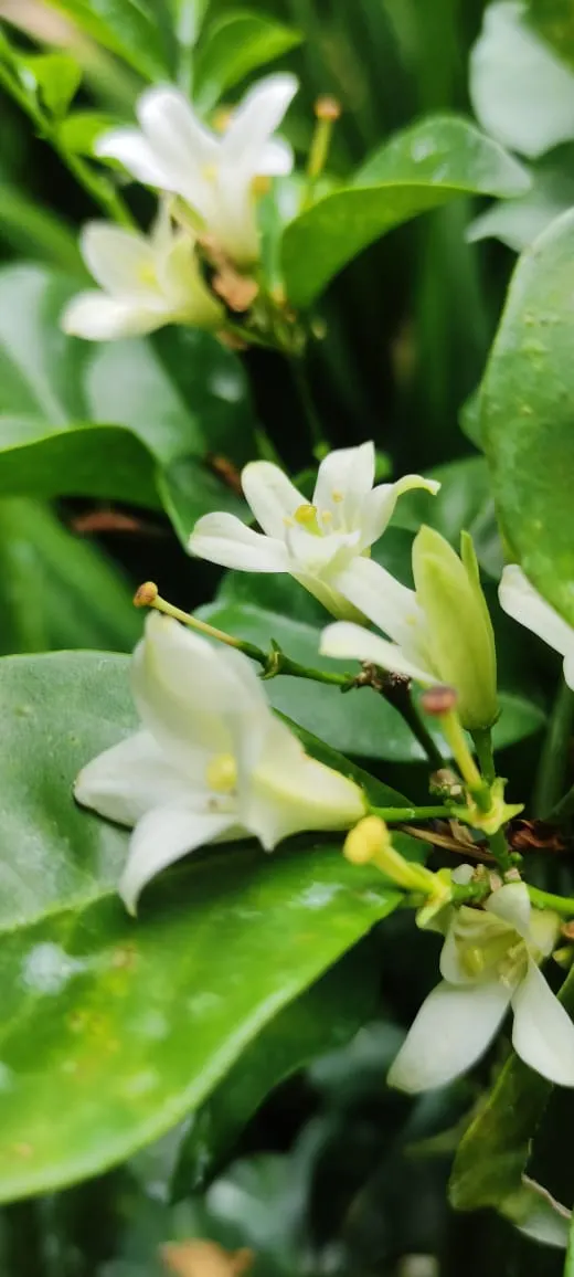 Orange Jessamine (Murraya Paniculata) — The Orange Jessamine (Murraya paniculata); caution is advised as all parts of the plant are toxic if, image 107
