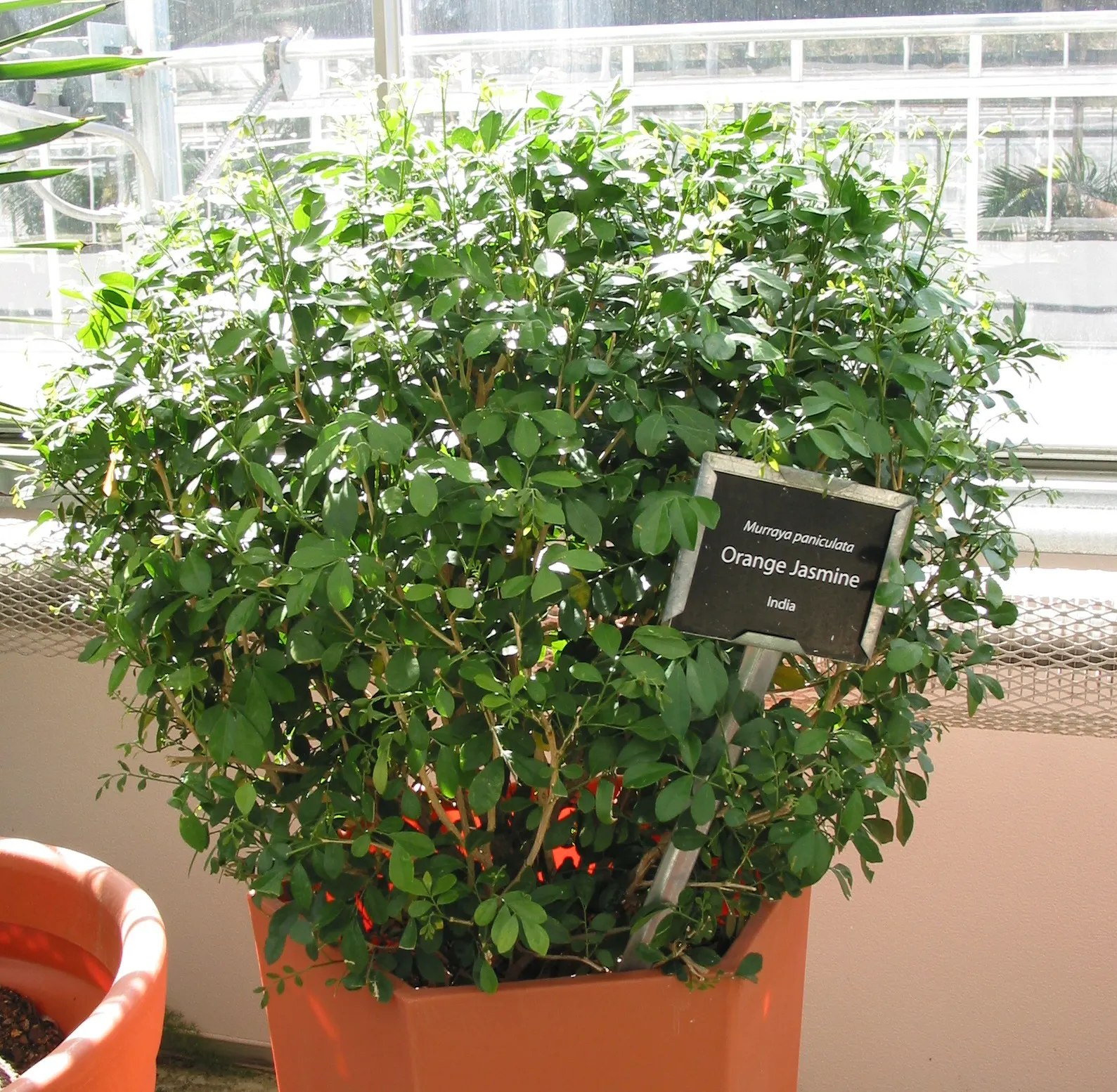 Orange Jessamine (Murraya Paniculata) — so careful consideration should be taken if pets or children will have access to the area; commonly called, image 72