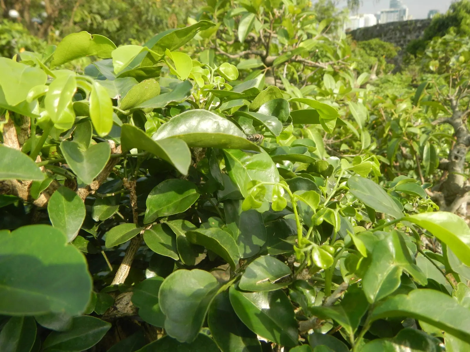 Orange Jessamine (Murraya Paniculata) — which is highly attractive to bees and butterflies