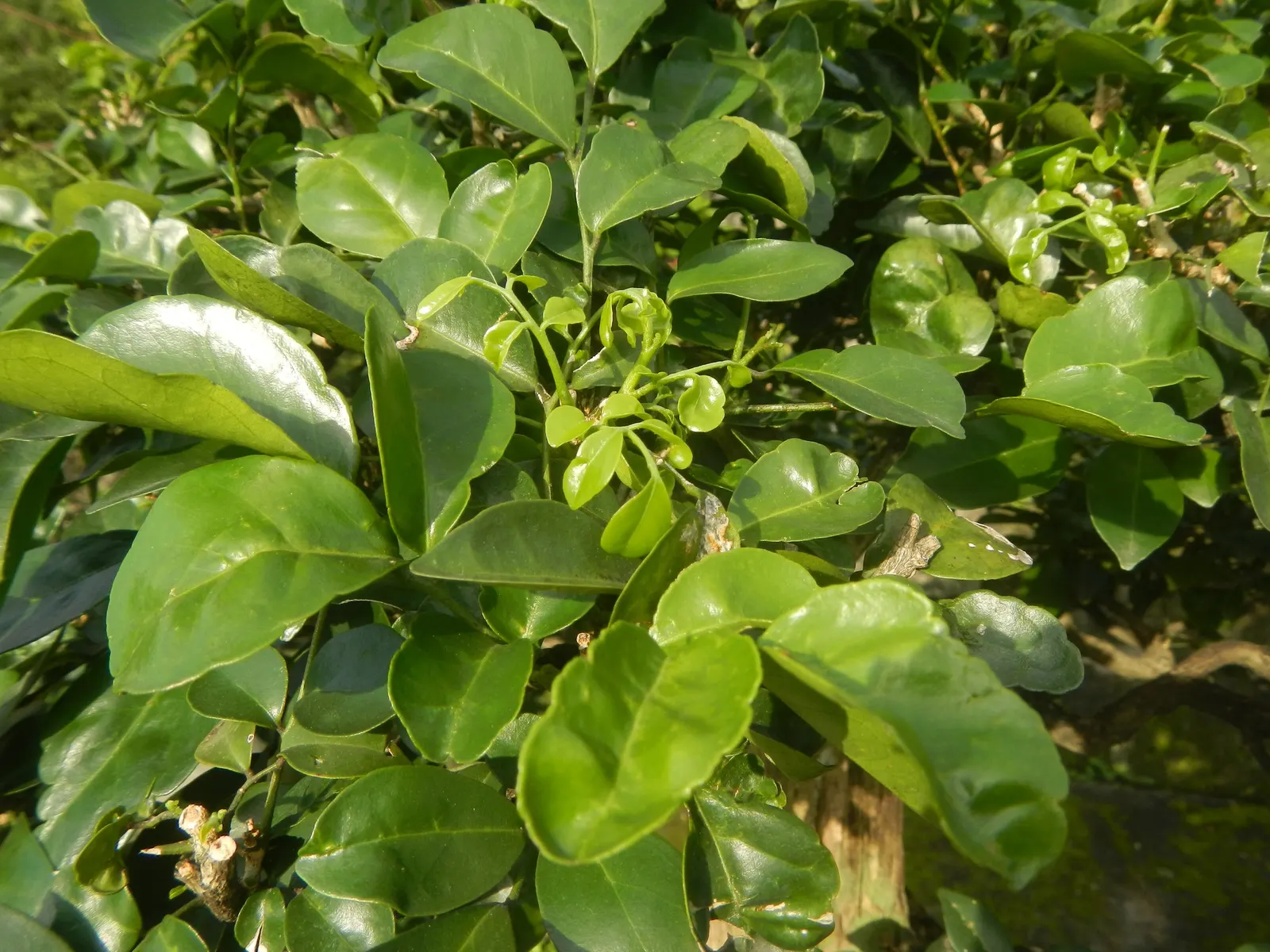 Orange Jessamine (Murraya Paniculata) — It thrives in USDA hardiness zones 9b through 11, preferring full sun to partial shade exposures, image 38