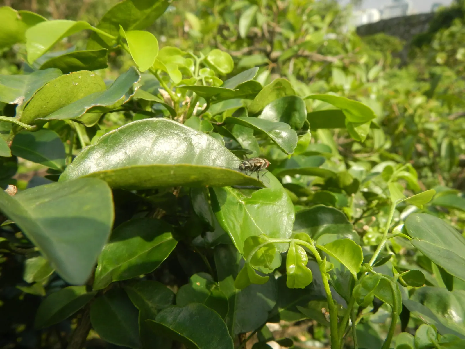 Orange Jessamine (Murraya Paniculata) — The Orange Jessamine (Murraya paniculata); caution is advised as all parts of the plant are toxic if, image 57