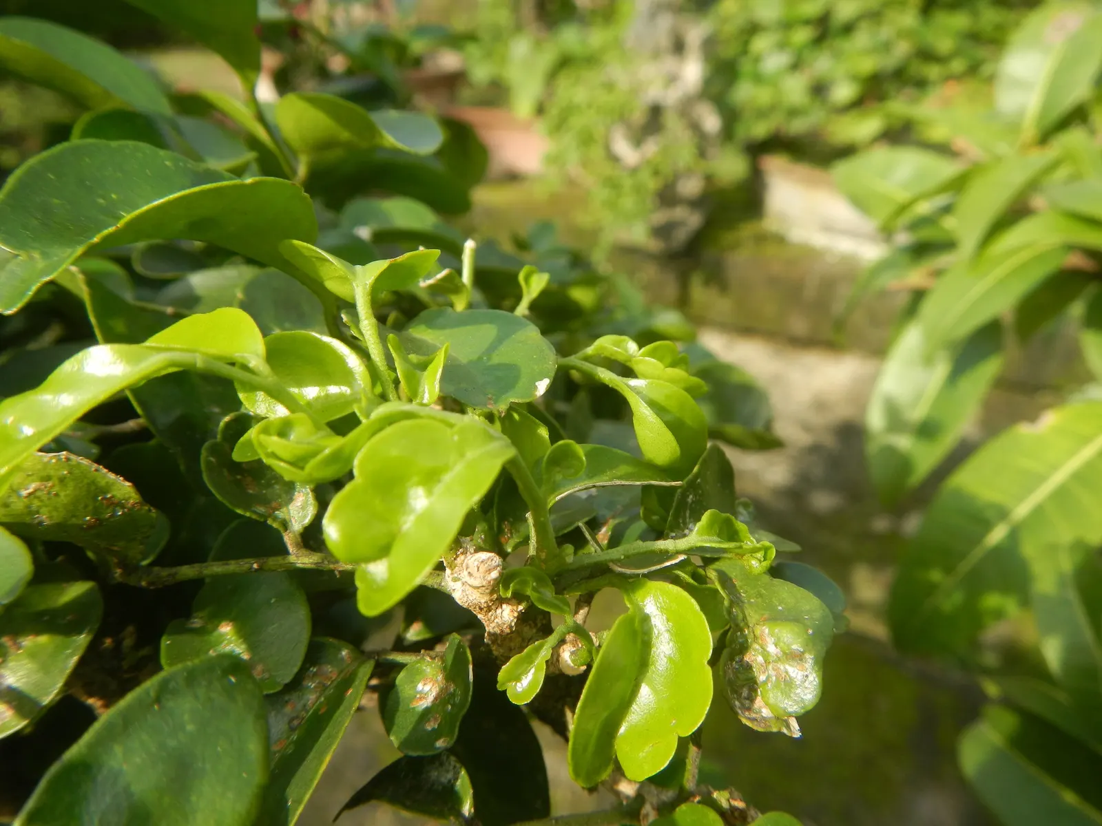 Orange Jessamine (Murraya Paniculata) — allowing for design flexibility in various landscape scenarios; glossy foliage and sweetly scented white, image 66