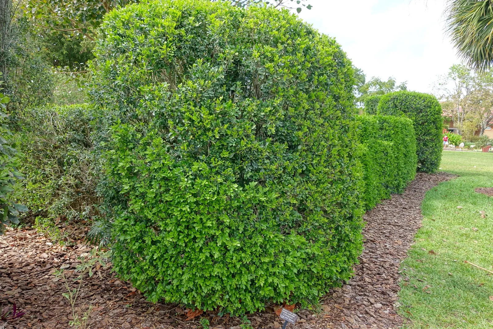 Orange Jessamine (Murraya Paniculata) — thereby adding to the biodiversity of the garden setting; the Orange Jessamine creates a dense, image 95