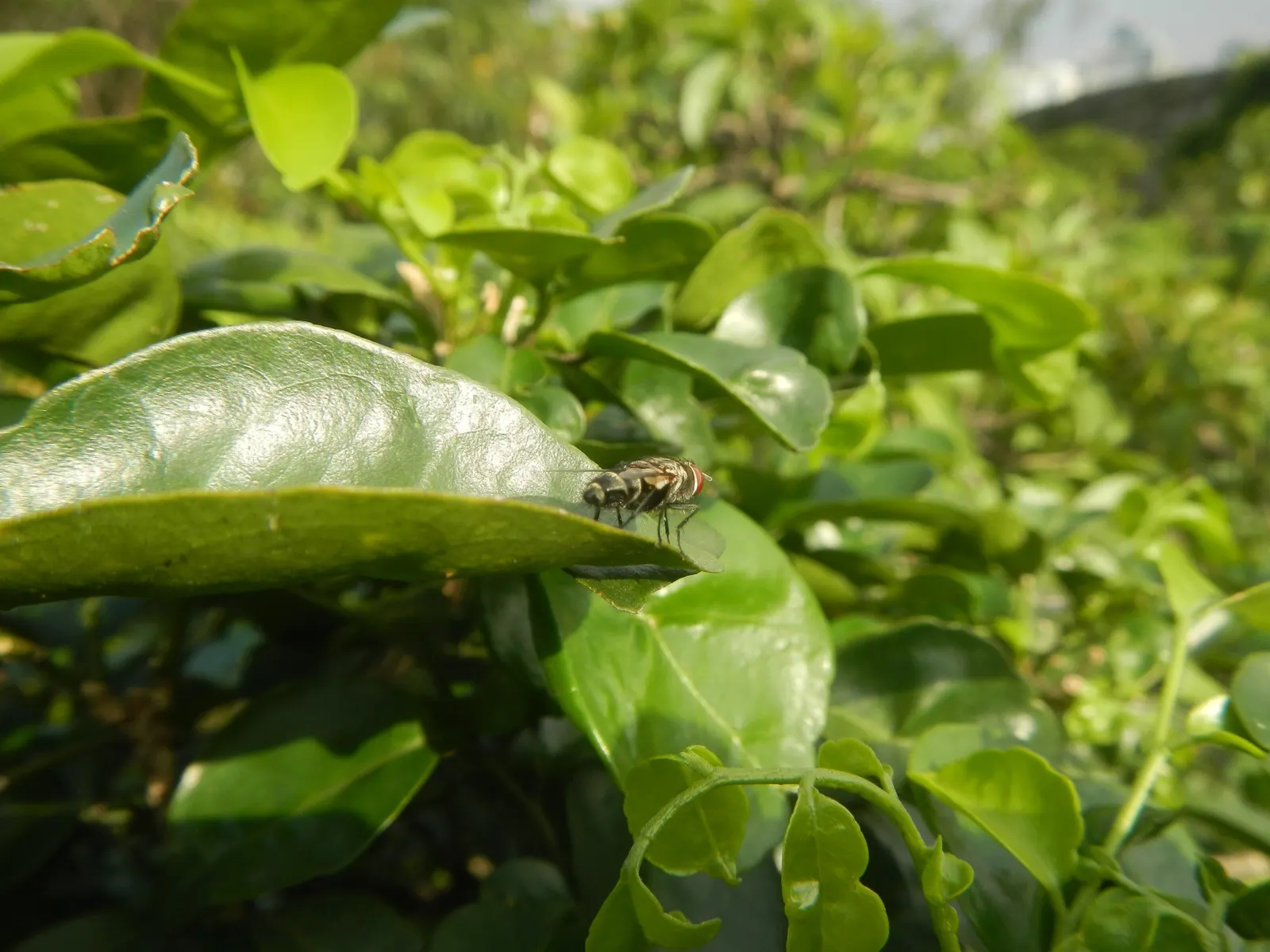 Orange Jessamine (Murraya Paniculata) — also commonly referred to as Mock Orange or Lakeview Jasmine; pruning can be performed to maintain desired shape and