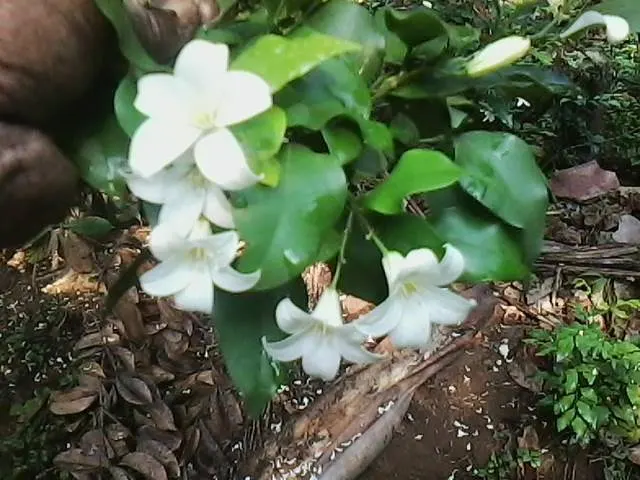 Orange Jessamine (Murraya Paniculata) — For optimal growth, it should be planted in well-drained soil with moderate moisture; thereby adding to the, image 64