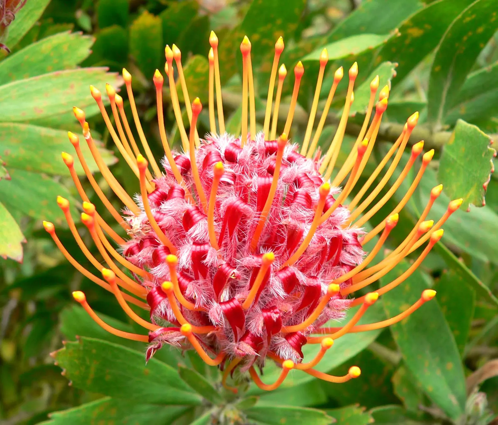 Nodding Pincushion (Leucospermum 'Scarlet Ribbon') — Thrives in USDA zones 9-11, requiring full sun and well-draining soil