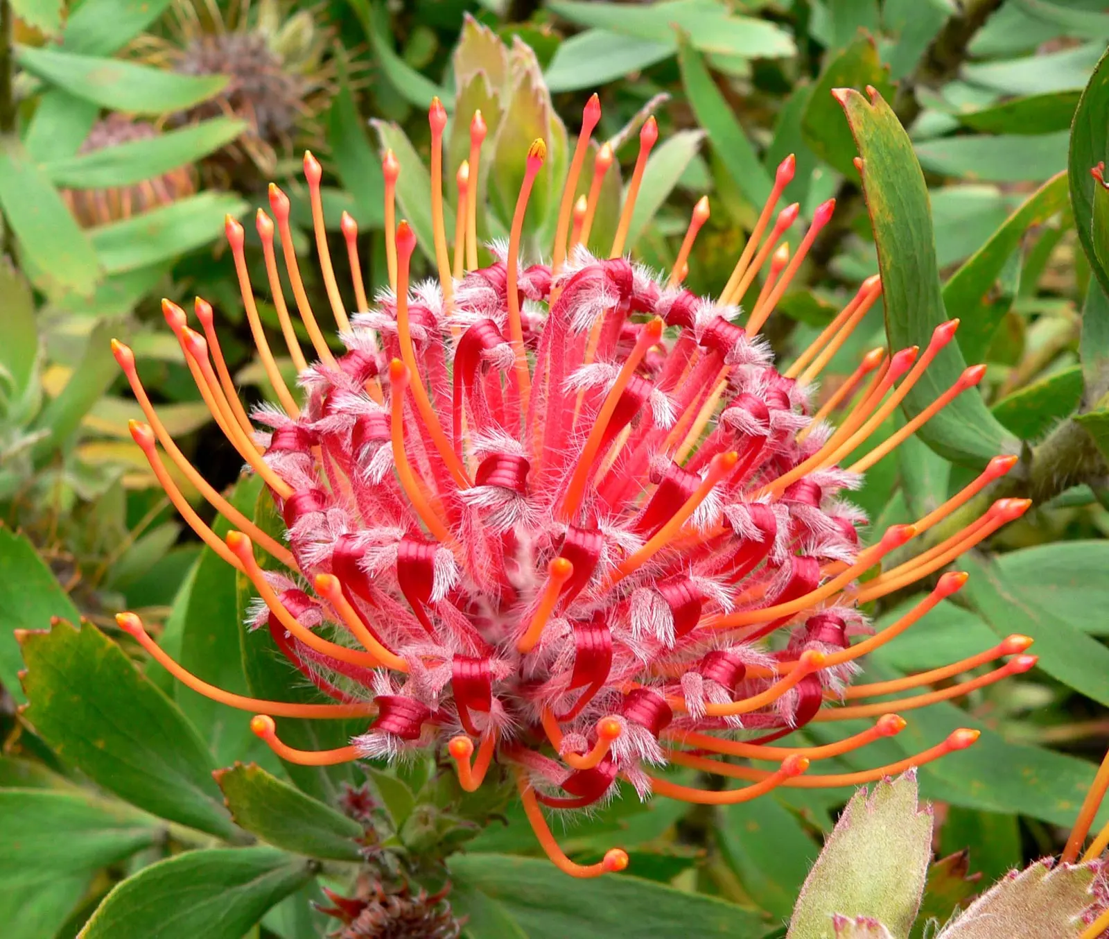 Nodding Pincushion (Leucospermum 'Scarlet Ribbon') — a striking evergreen shrub