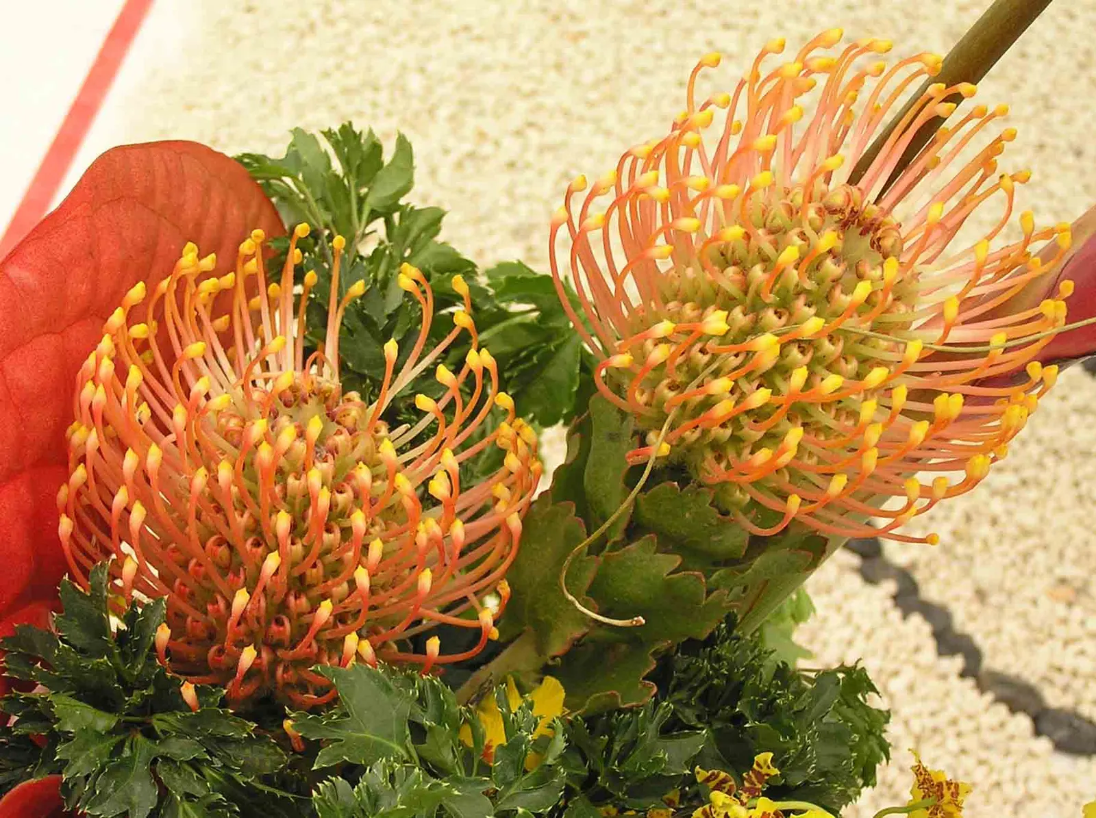 Nodding Pincushion (Leucospermum 'Scarlet Ribbon') — Minimal water needs post-establishment, with peak blooming in spring