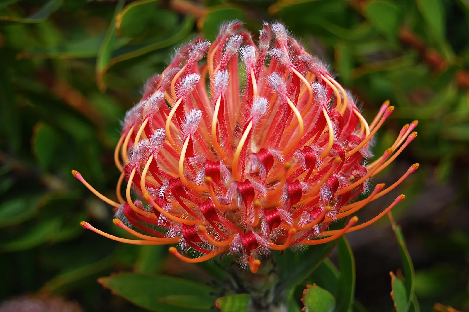 Nodding Pincushion (Leucospermum 'Scarlet Ribbon') — Mature size reaches up to 6 feet in height and width
