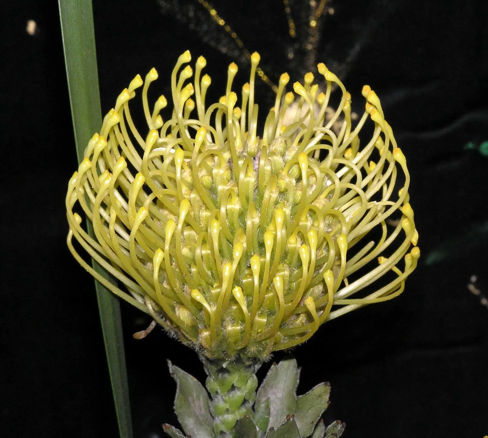 Nodding Pincushion (Leucospermum 'Scarlet Ribbon') — playing well with succulents and other low-maintenance plants