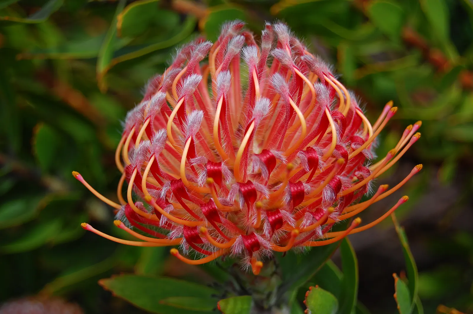 Nodding Pincushion (Leucospermum 'Scarlet Ribbon') — scarlet inflorescences reminiscent of pincushions