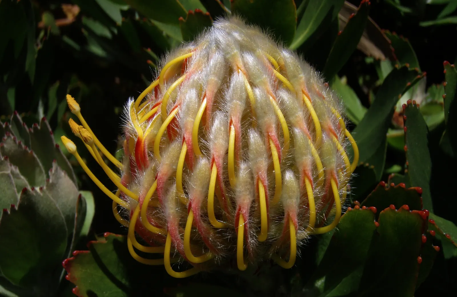 Nodding Pincushion (Leucospermum 'Scarlet Ribbon') — Adds bold texture and color to water-wise gardens
