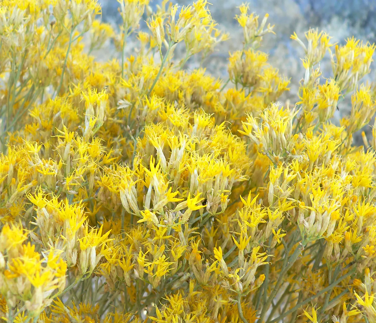 Rabbitbrush (Ericameria Nauseosa) — shrub for full; it's important to provide ample space for Rabbitbrush to grow, image 64