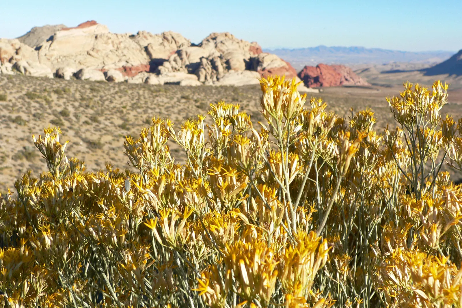 Rabbitbrush (Ericameria Nauseosa) — commonly known as Rabbitbrush