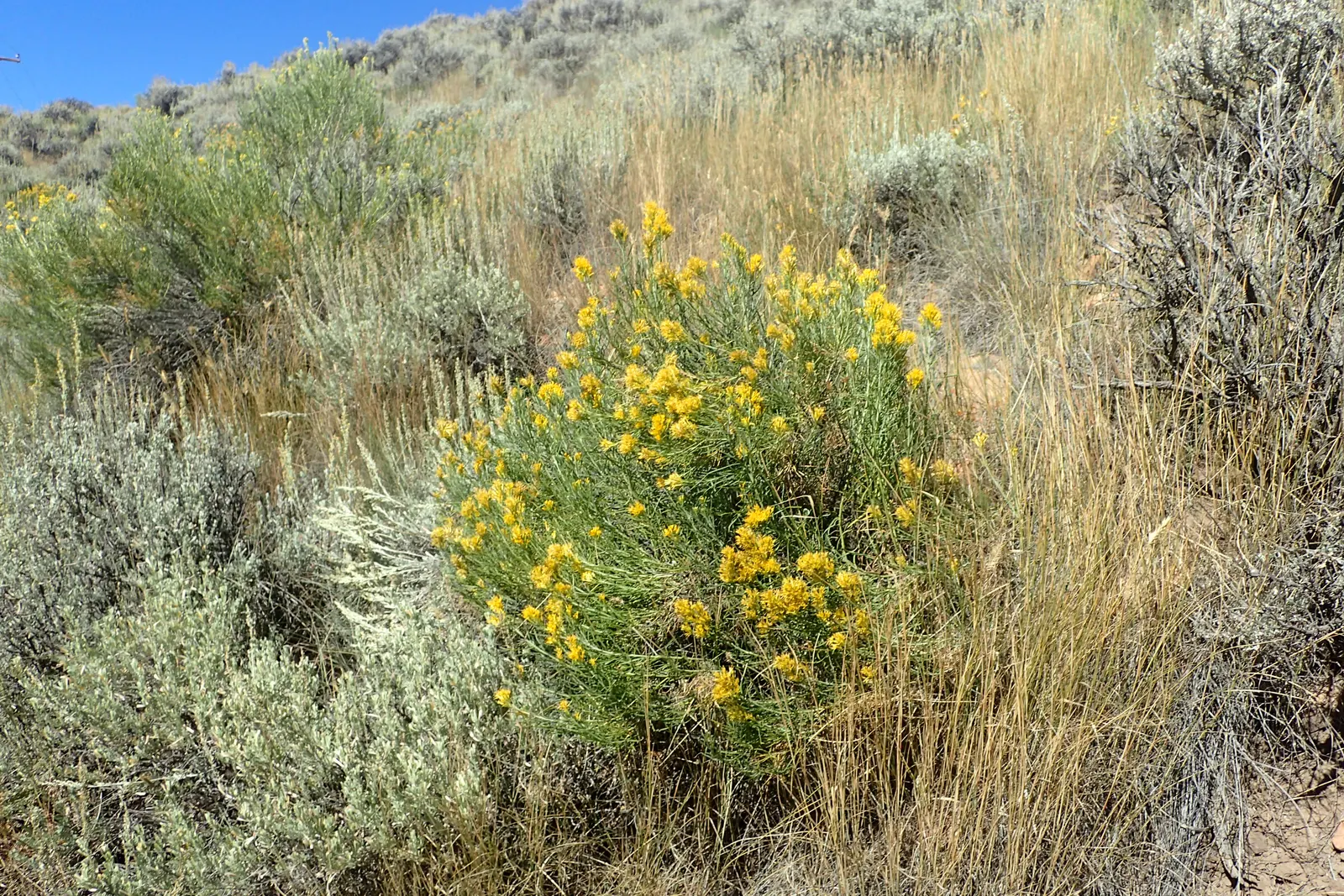 Rabbitbrush (Ericameria Nauseosa) — The blossoms make excellent cut flowers for arrangements; rabbitbrush (Ericameria nauseosa) is a hardy, drought-tolerant