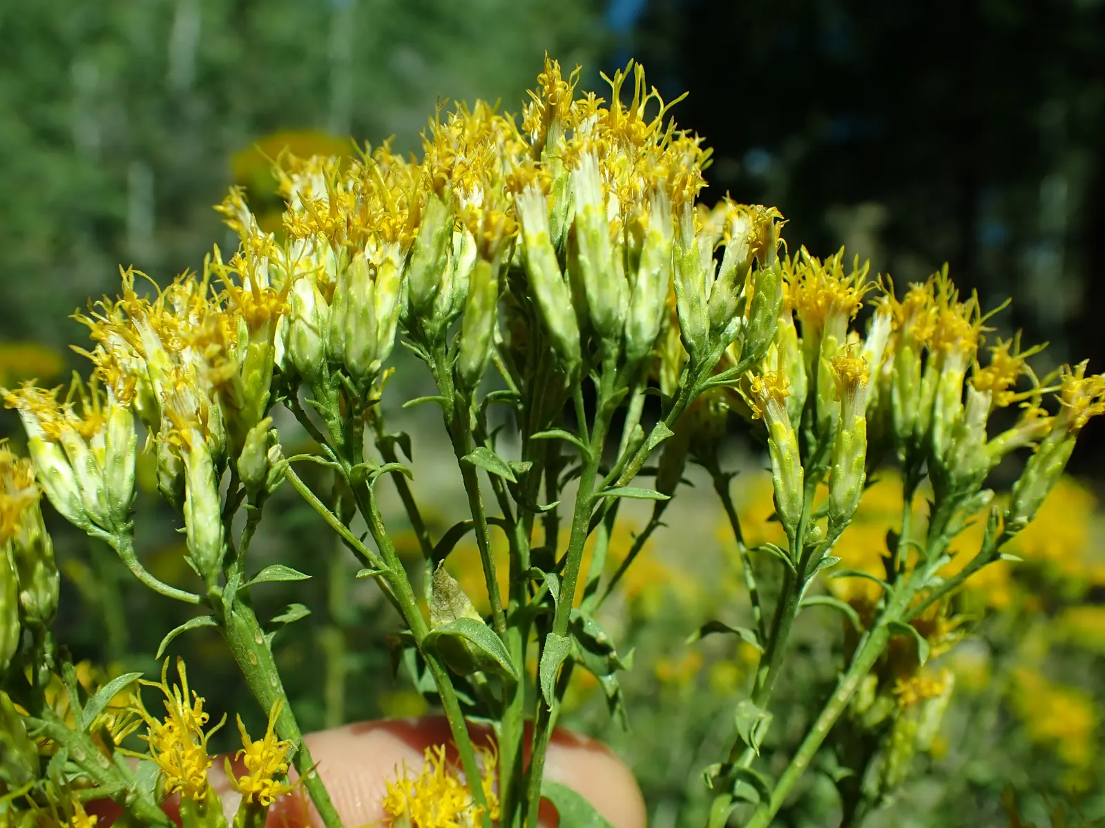 Rabbitbrush (Ericameria Nauseosa) — offering a fine texture that complements broader-leaved plants; the plant requires minimal supplemental water, image 43