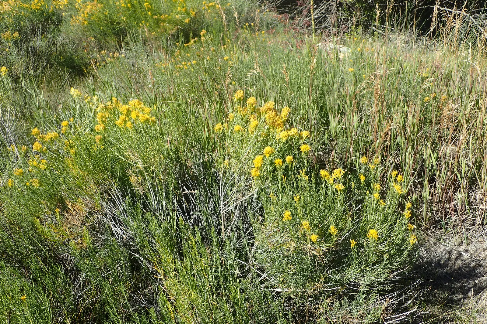 Rabbitbrush (Ericameria Nauseosa) — Ideal for xeriscaping, it requires minimal maintenance once established; commonly known as Rabbitbrush, image 38