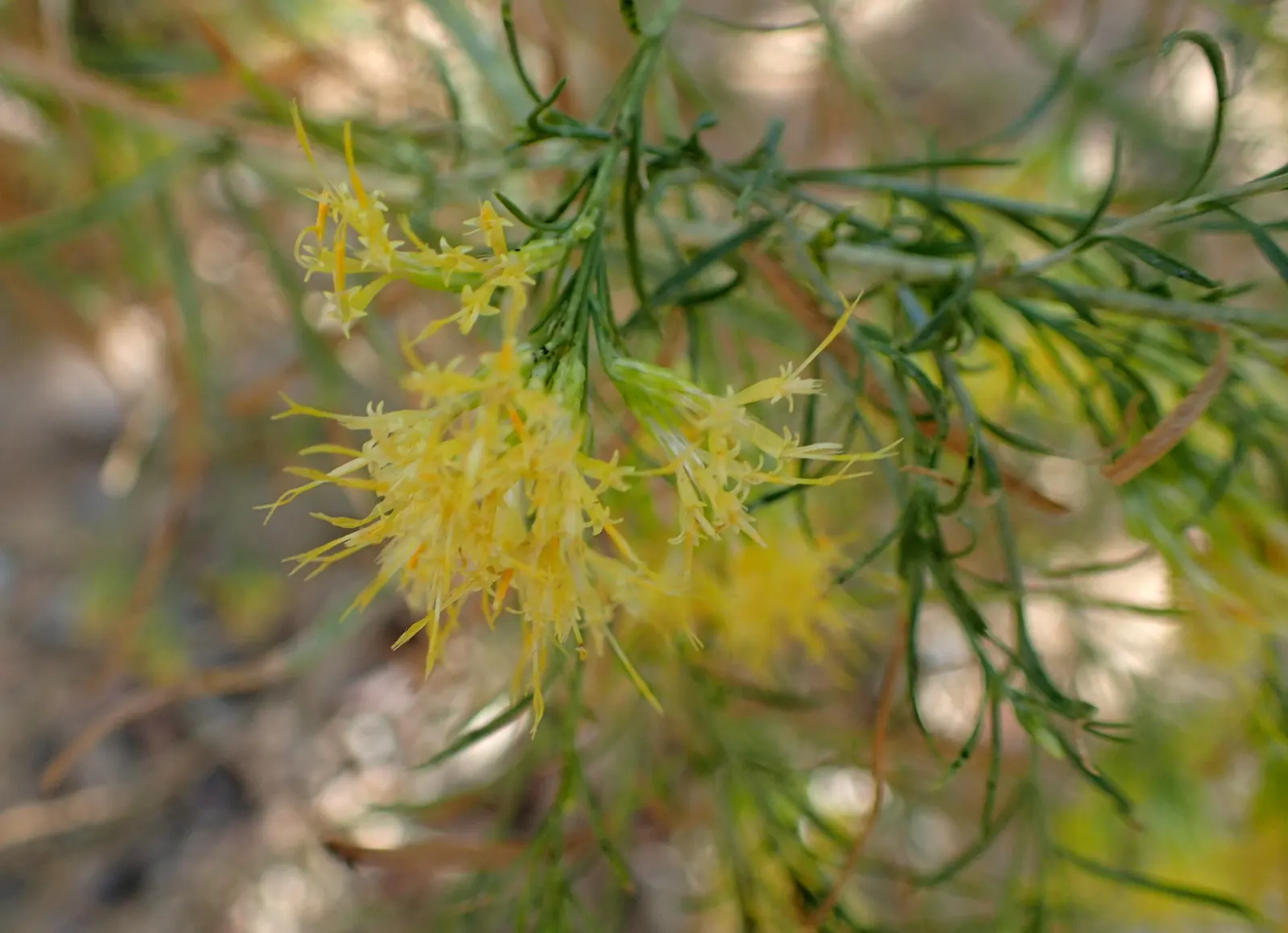Rabbitbrush (Ericameria Nauseosa) — Ideal for xeriscaping, it requires minimal maintenance once established; commonly known as Rabbitbrush, image 86