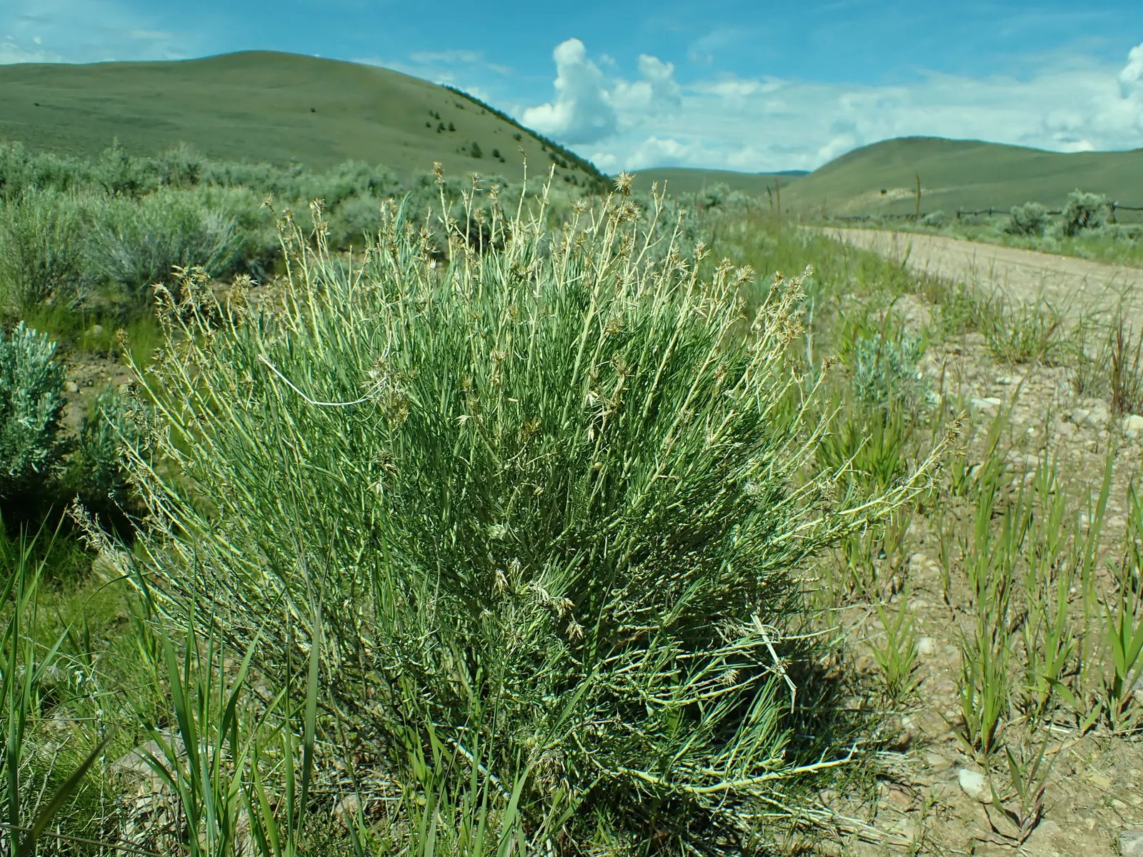 Rabbitbrush (Ericameria Nauseosa) — Ideal for xeriscaping, it requires minimal maintenance once established; commonly known as Rabbitbrush