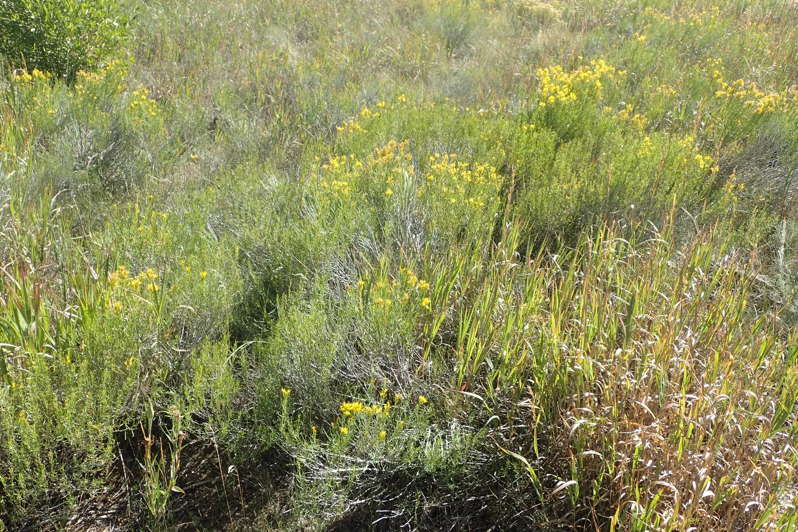Rabbitbrush (Ericameria Nauseosa) — shrub with yellow blooms; ideal for xeriscaping, it requires minimal maintenance once established, image 63