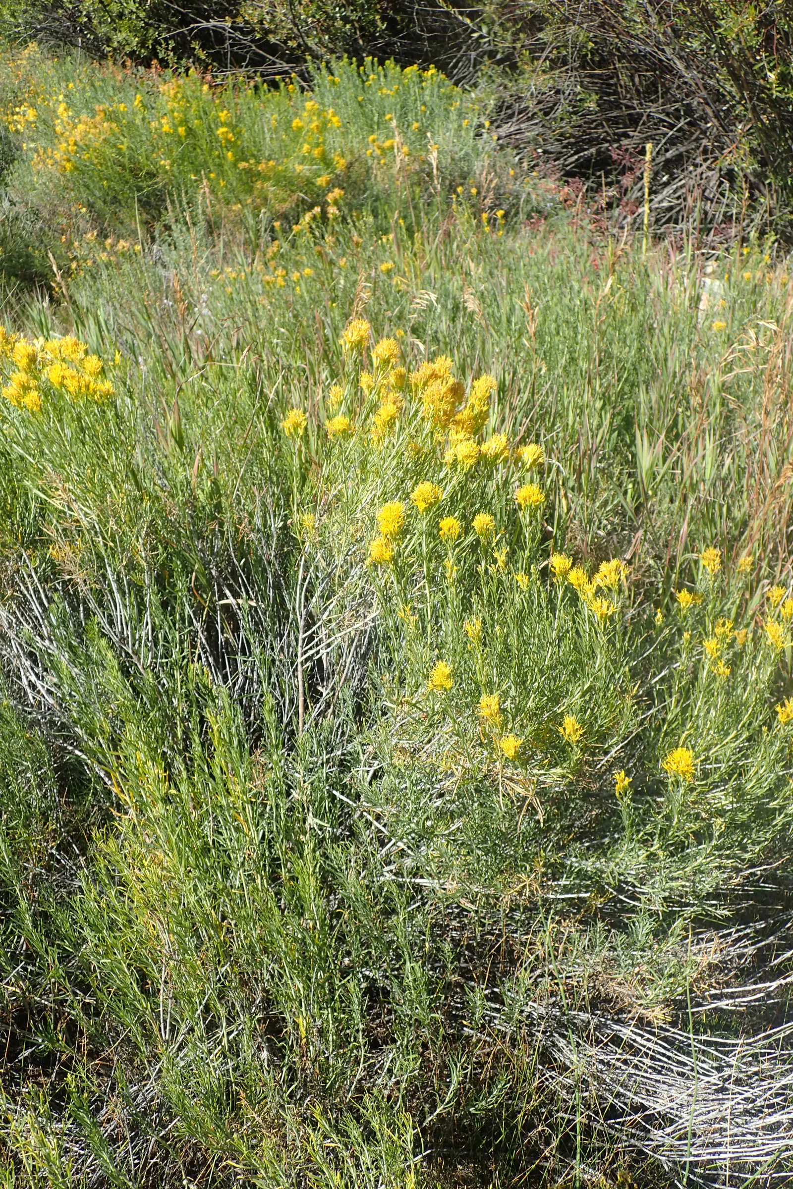 Rabbitbrush (Ericameria Nauseosa) — offering a fine texture that complements broader-leaved plants; the plant requires minimal supplemental water, image 91