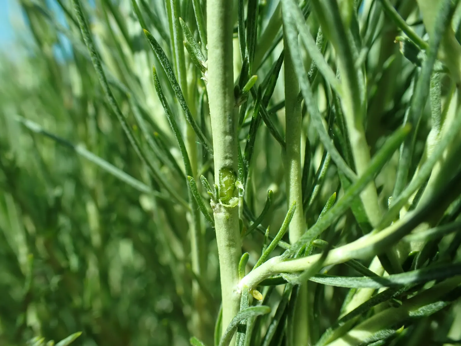 Rabbitbrush (Ericameria Nauseosa) — The blossoms make excellent cut flowers for arrangements; rabbitbrush (Ericameria nauseosa) is a hardy, image 44